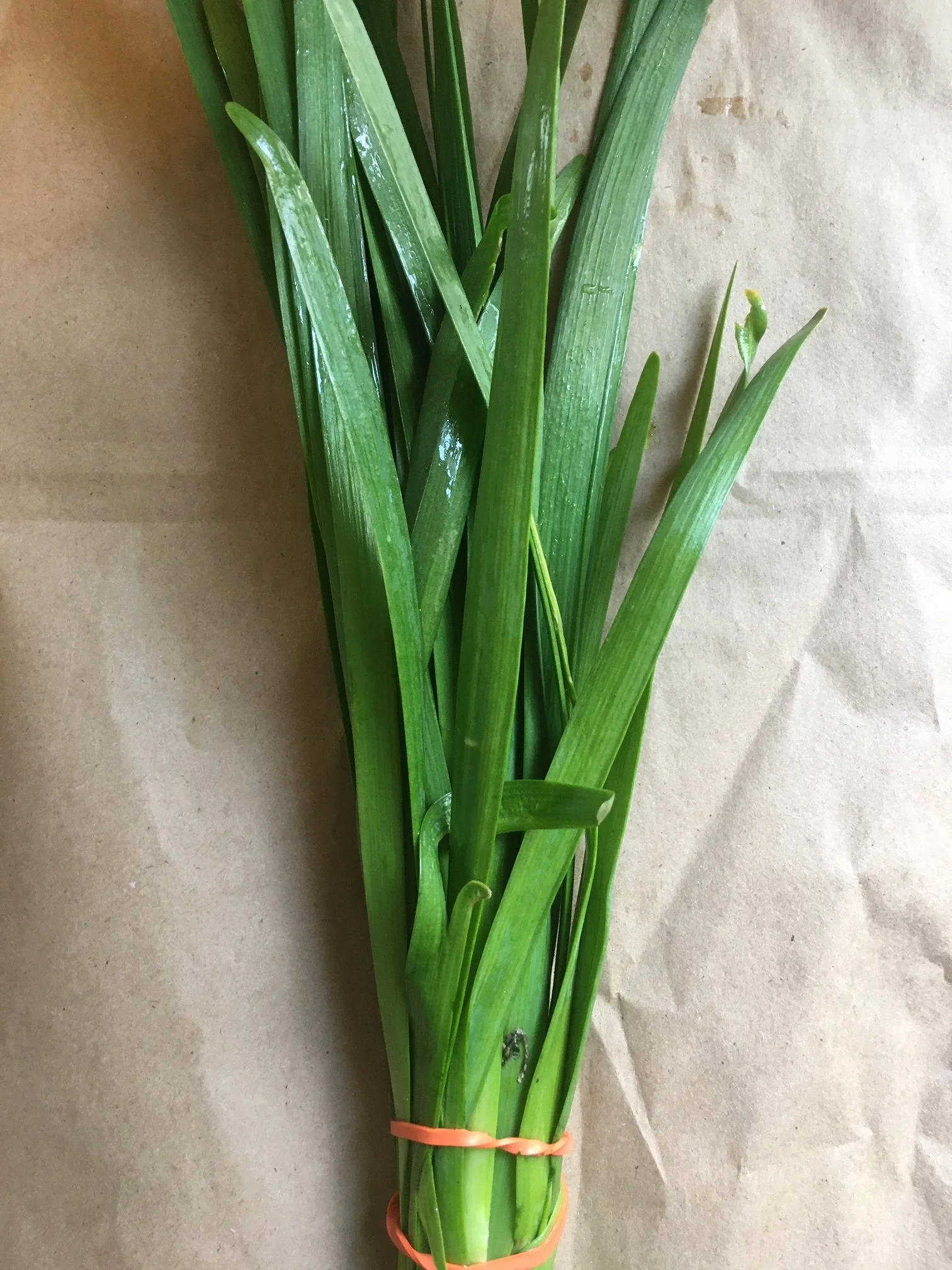 Garlic Chives