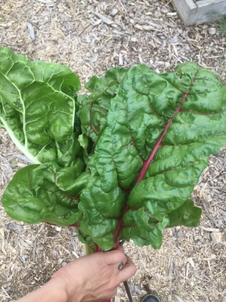 Swiss Chard