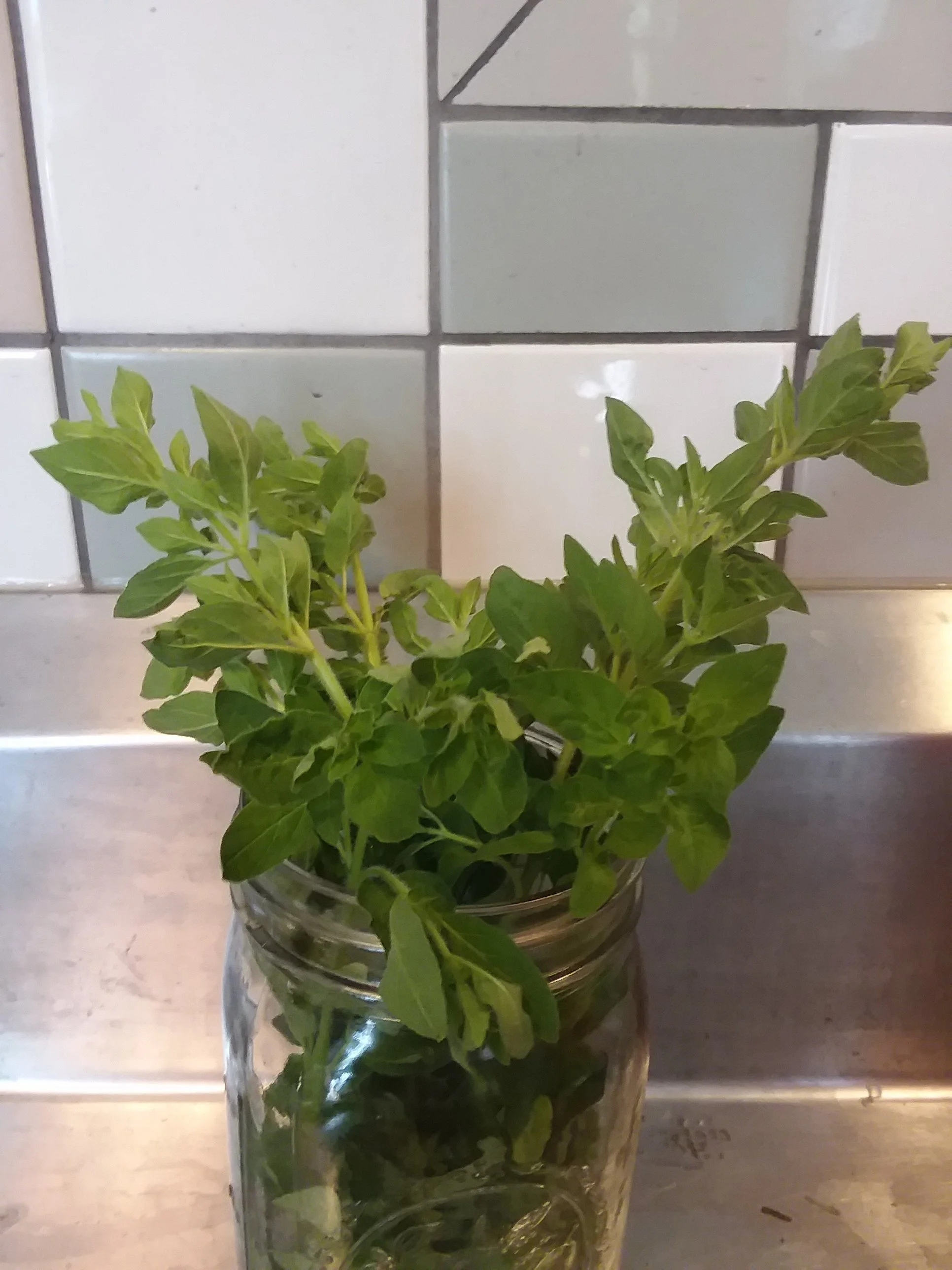 Oregano