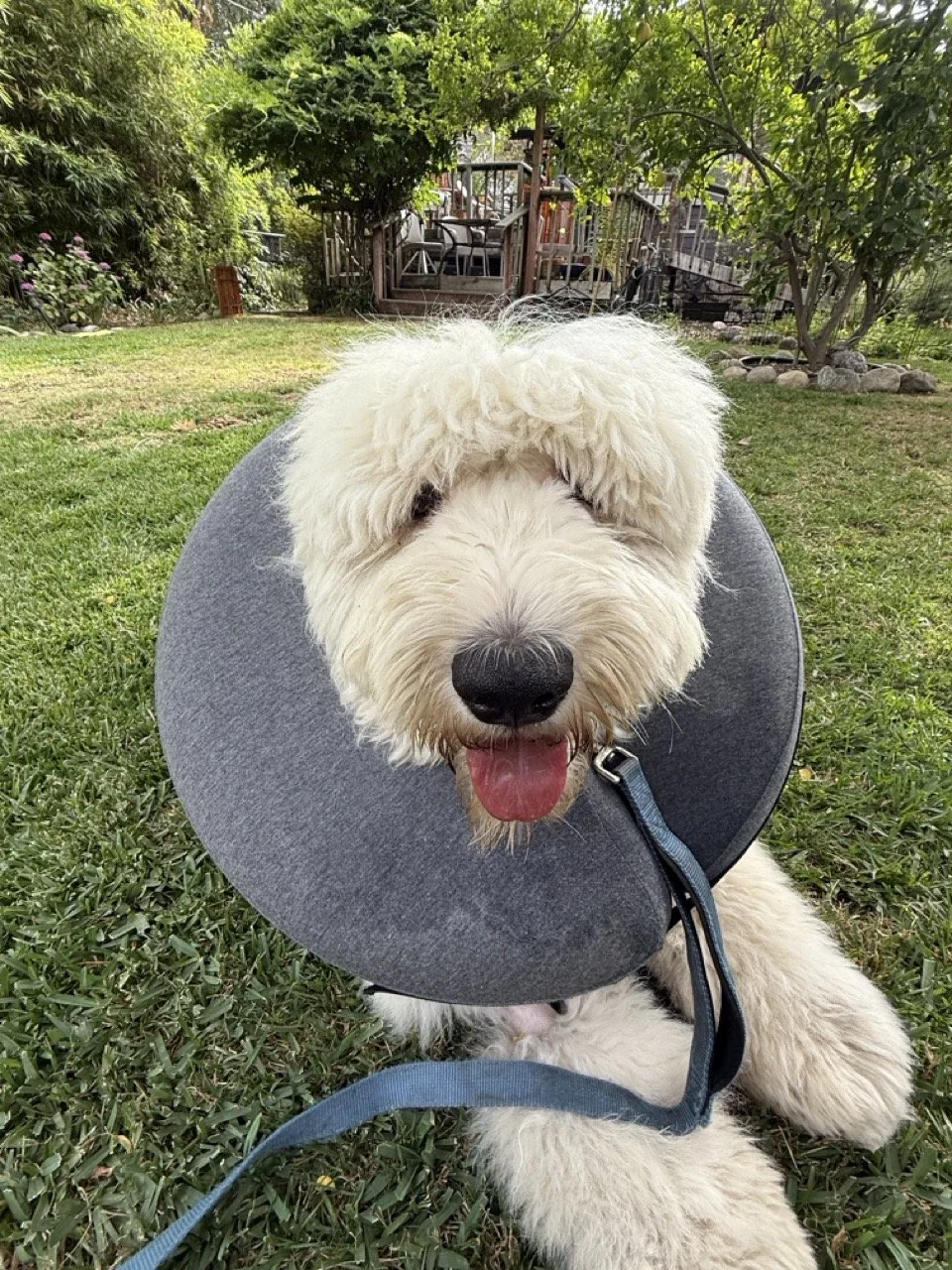 Walley Post-Surgery Large.jpeg