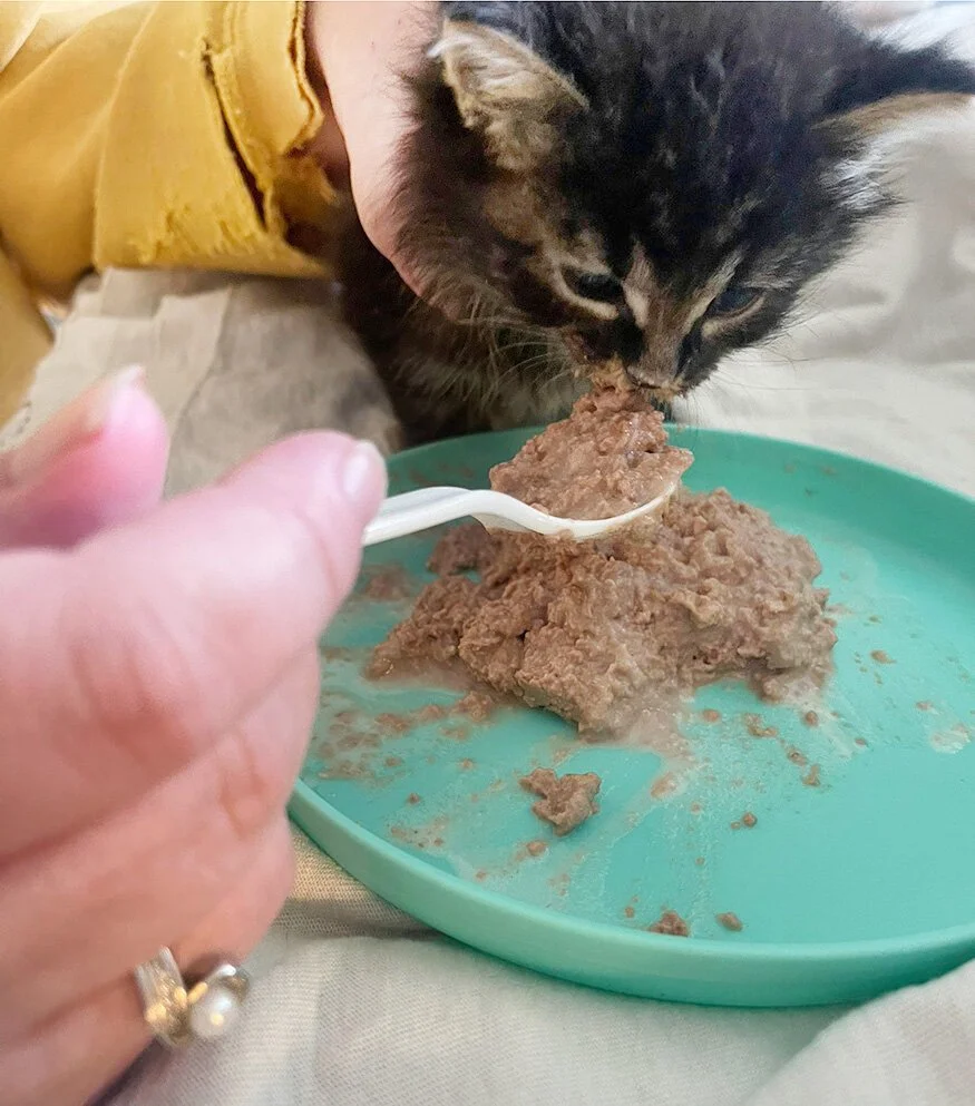 CPR member Kim Schimmer spoon feeds a 4 week old kitten!