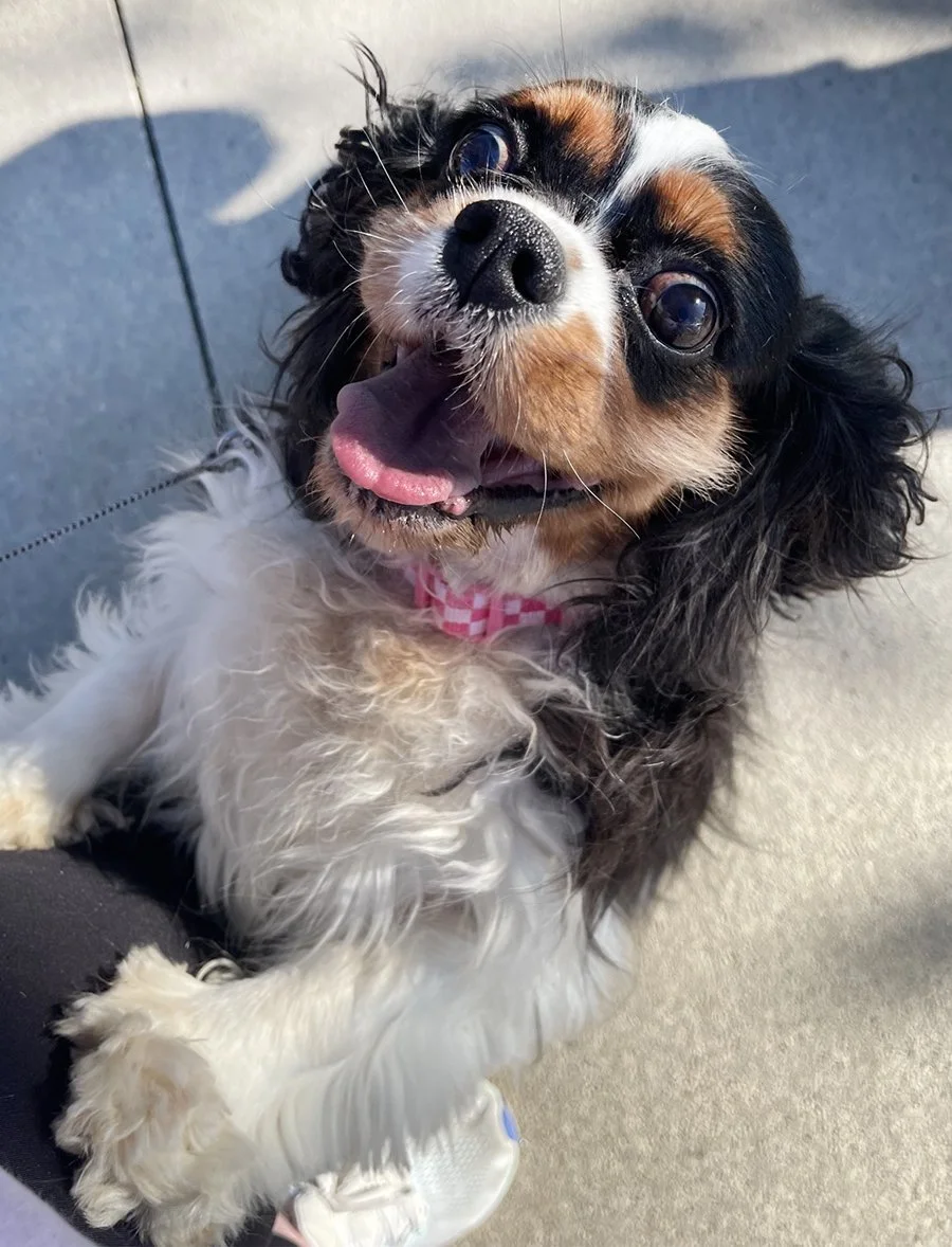 Members Kim Schimmer and Hailey's rescue pup, Dolly! Dolly is often CPR's mascot for photo ops!