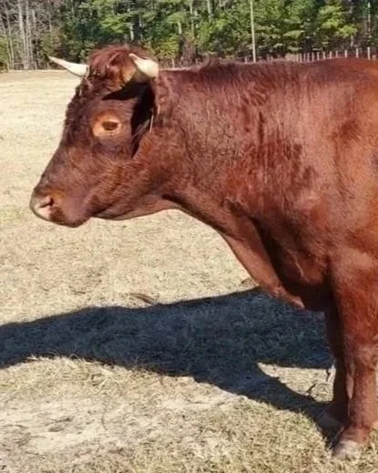 The Backbone of Our Beef Operation