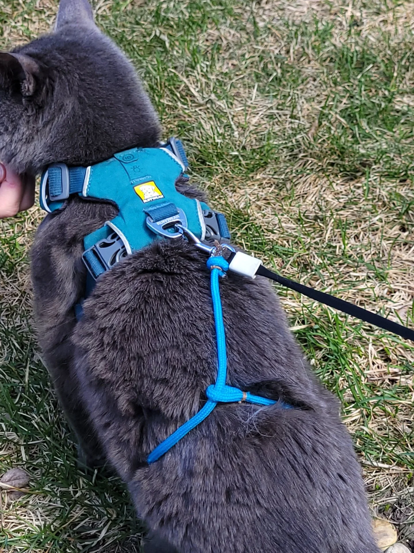 Cat Loop