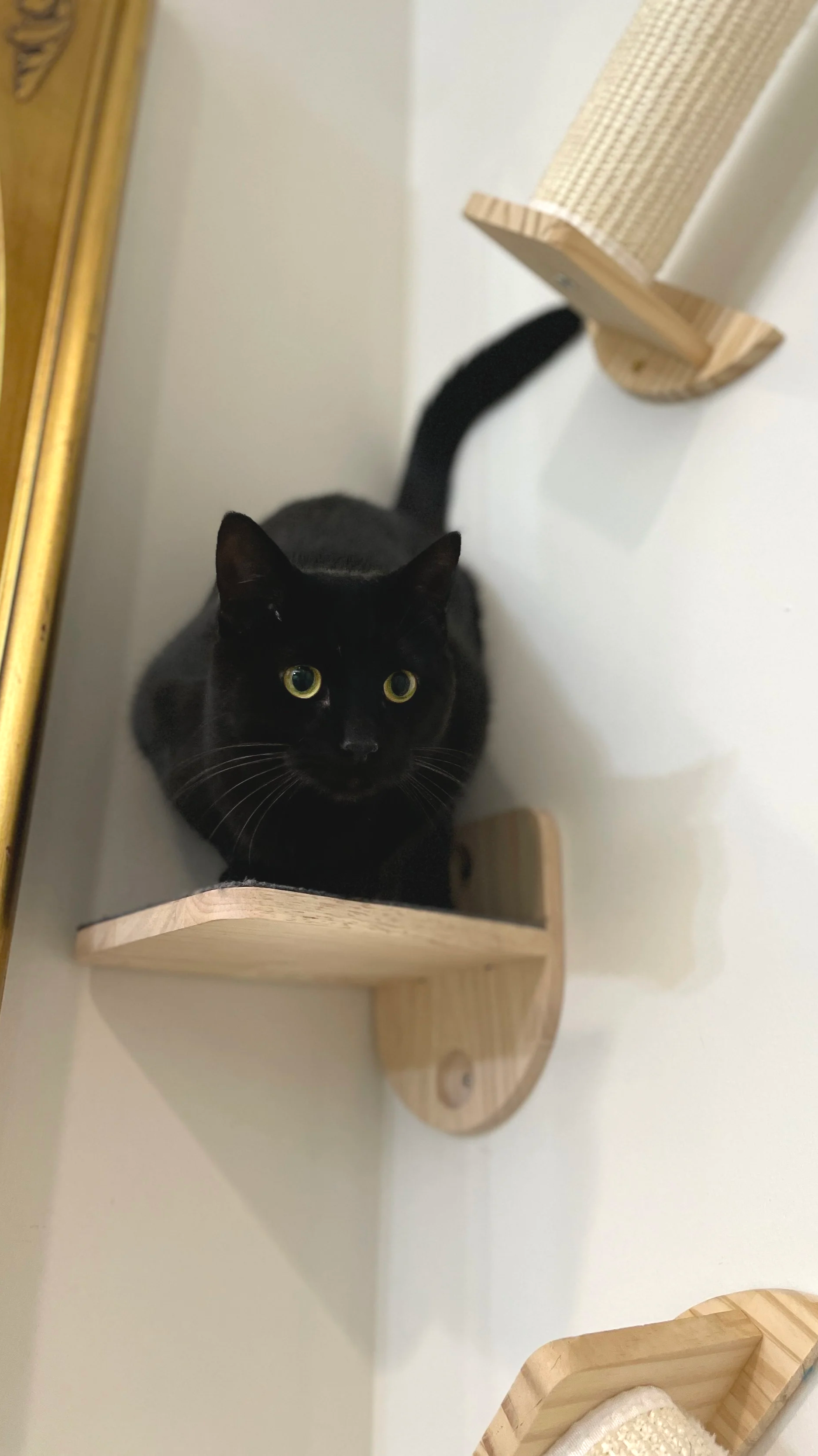 Margot, a black cat, is ready to pounce off of a wall mounted shelf and is looking just past the camera.