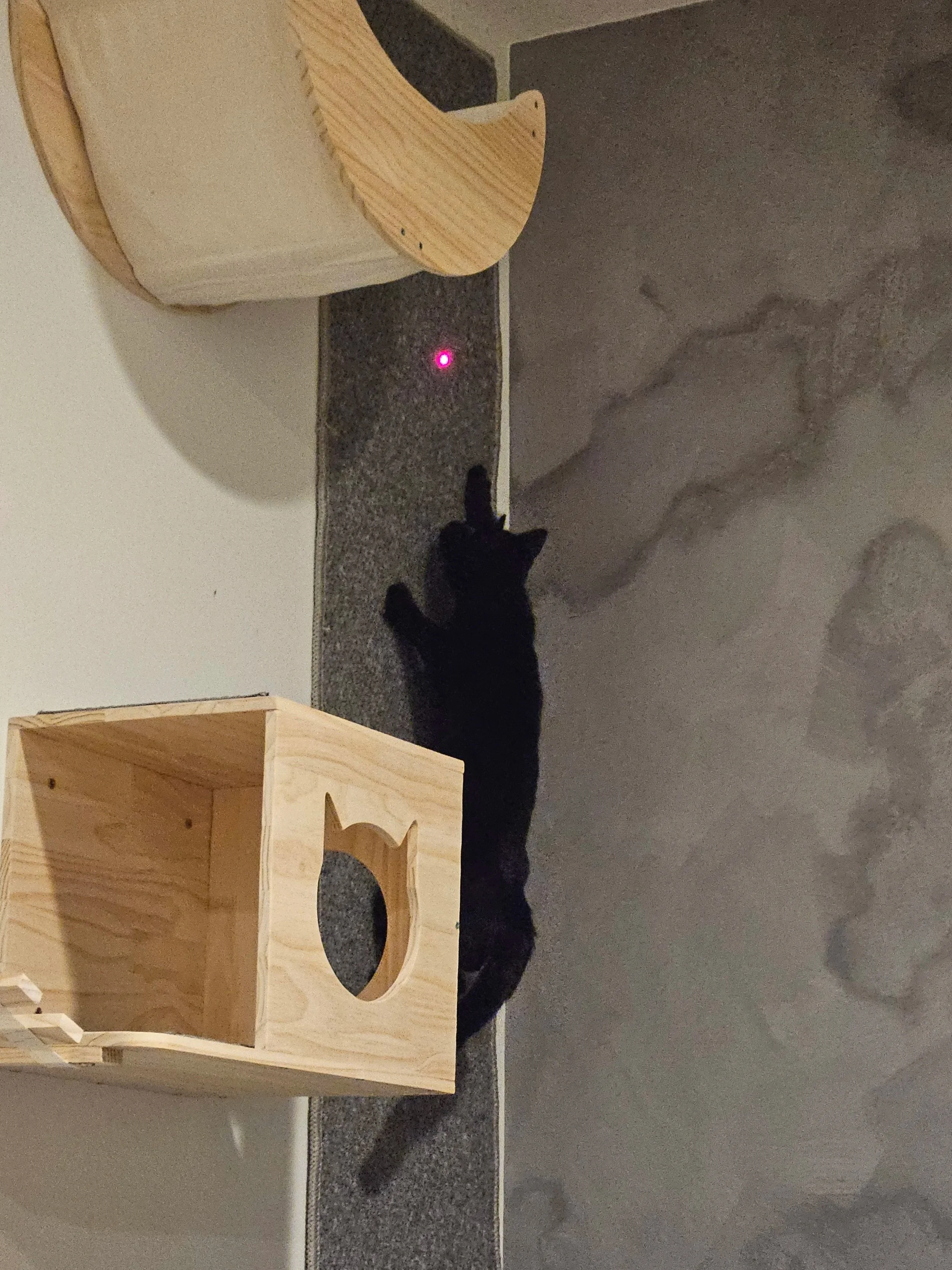 Black cat (Margot) climbing up a carpeted section of wall after a laser pointer 