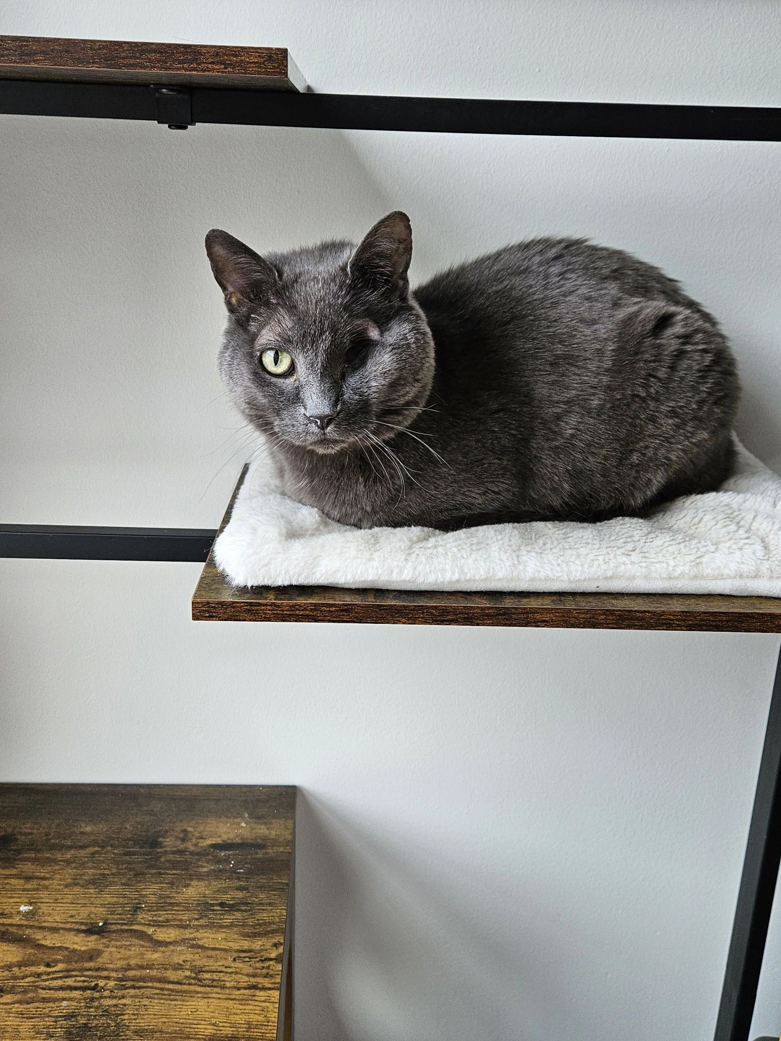 Louie, a one-eyed gray cat. is loafing on a metal cat tree looking directly at the camera