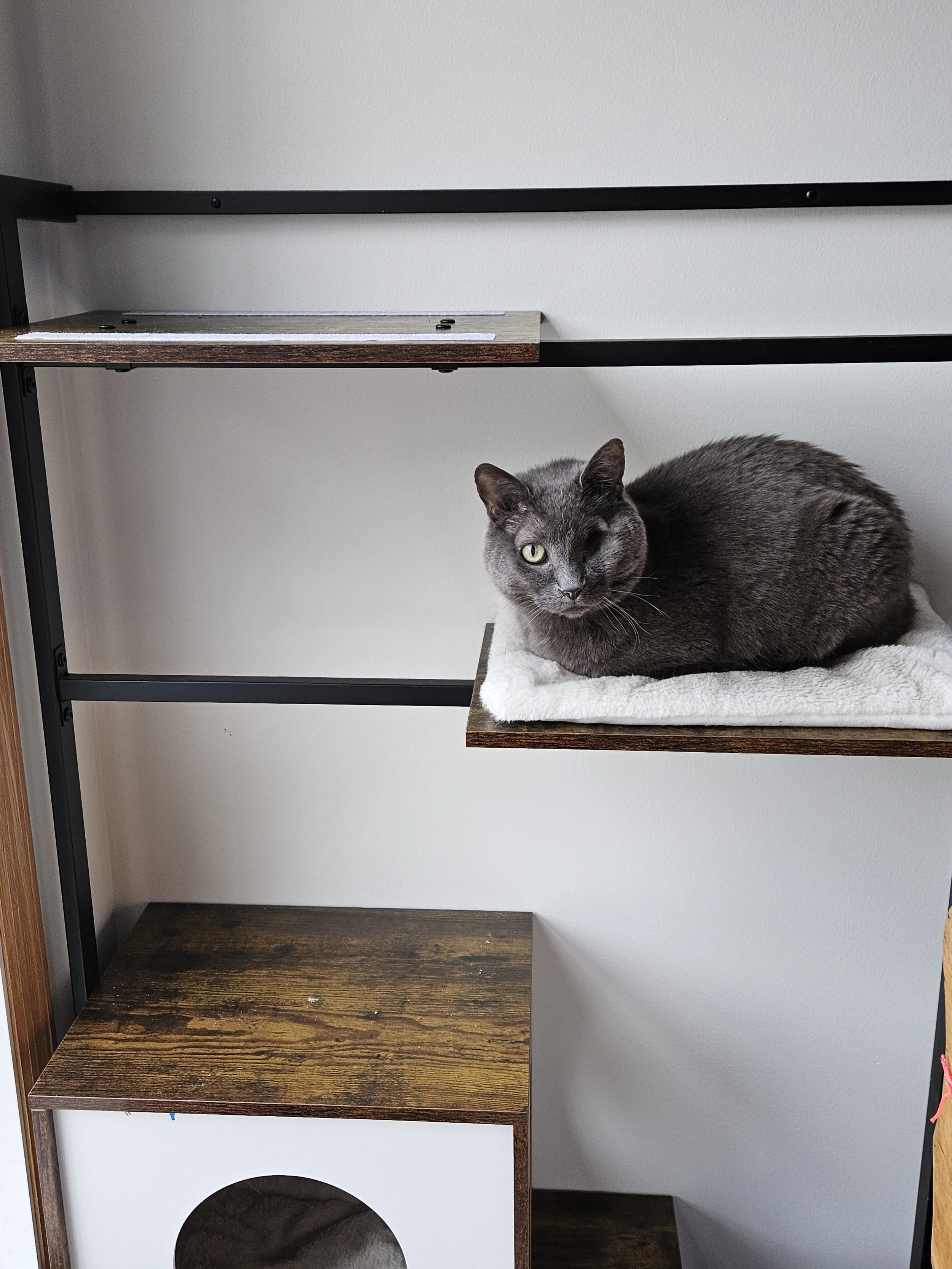 Gray cat (Louie) loafing on a metal cat tree with wood accents. 