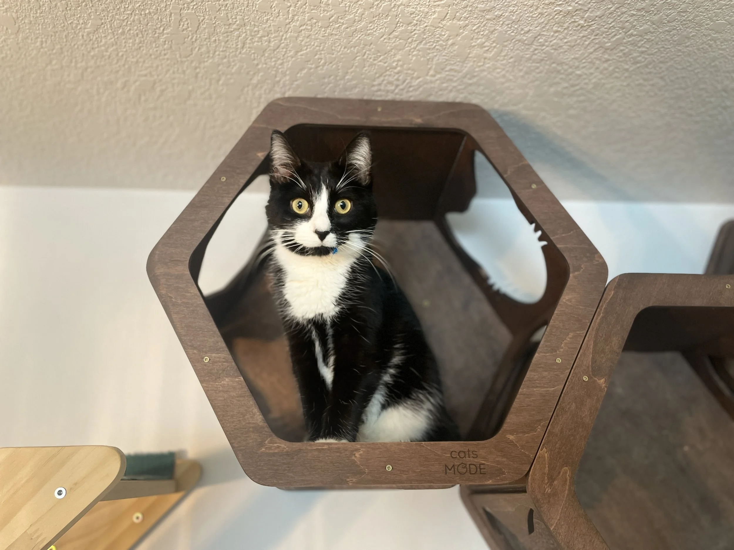 Mel, a tuxedo cat, is sitting in a wooden hexagonal shelf, with a bit of blue fuzz stuck to the left side of her mouth.