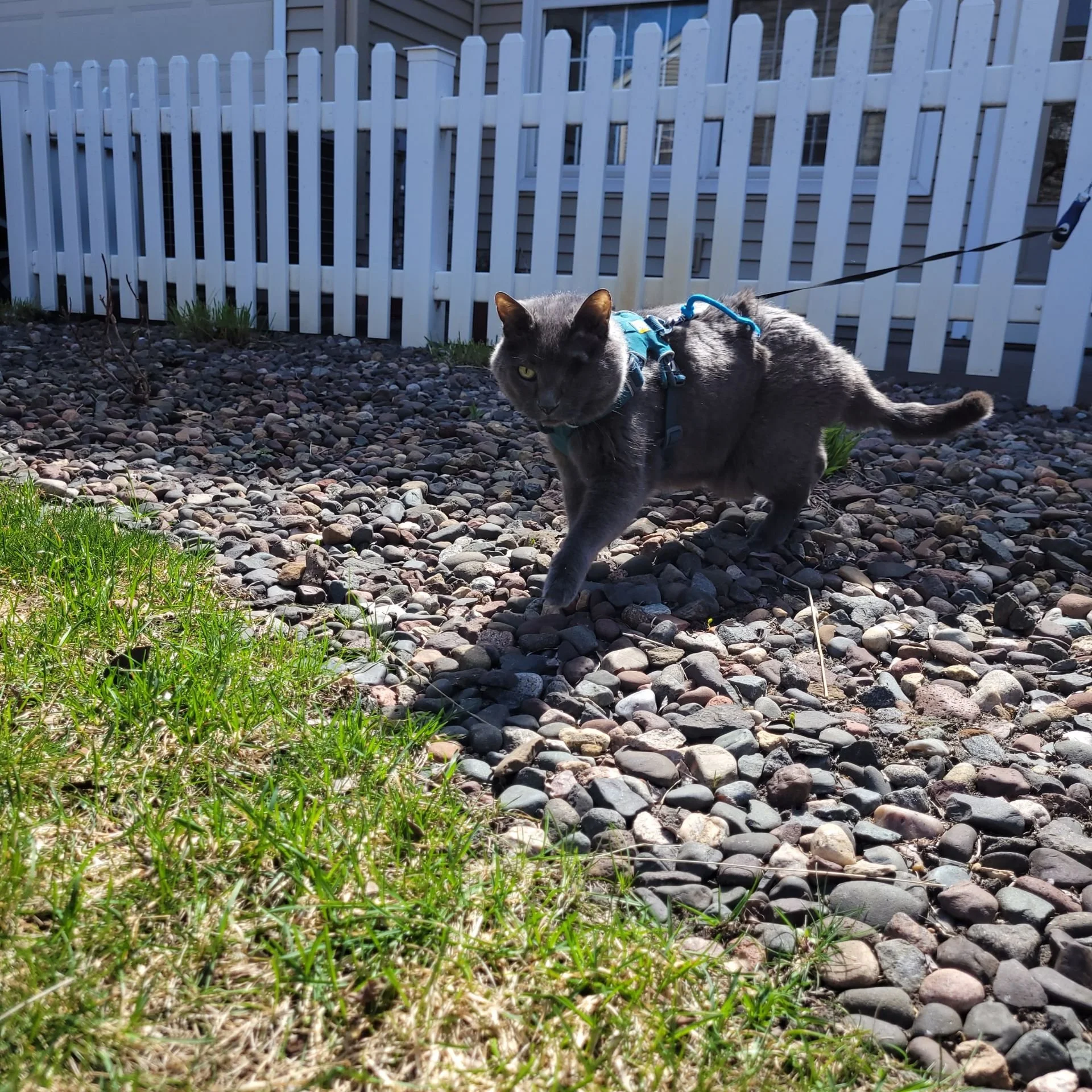 Louie_CatLoopWide.jpeg