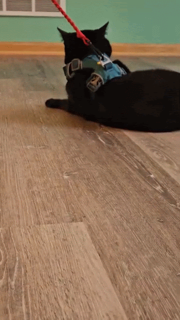 Margot_V_HarnessCL (4).gif