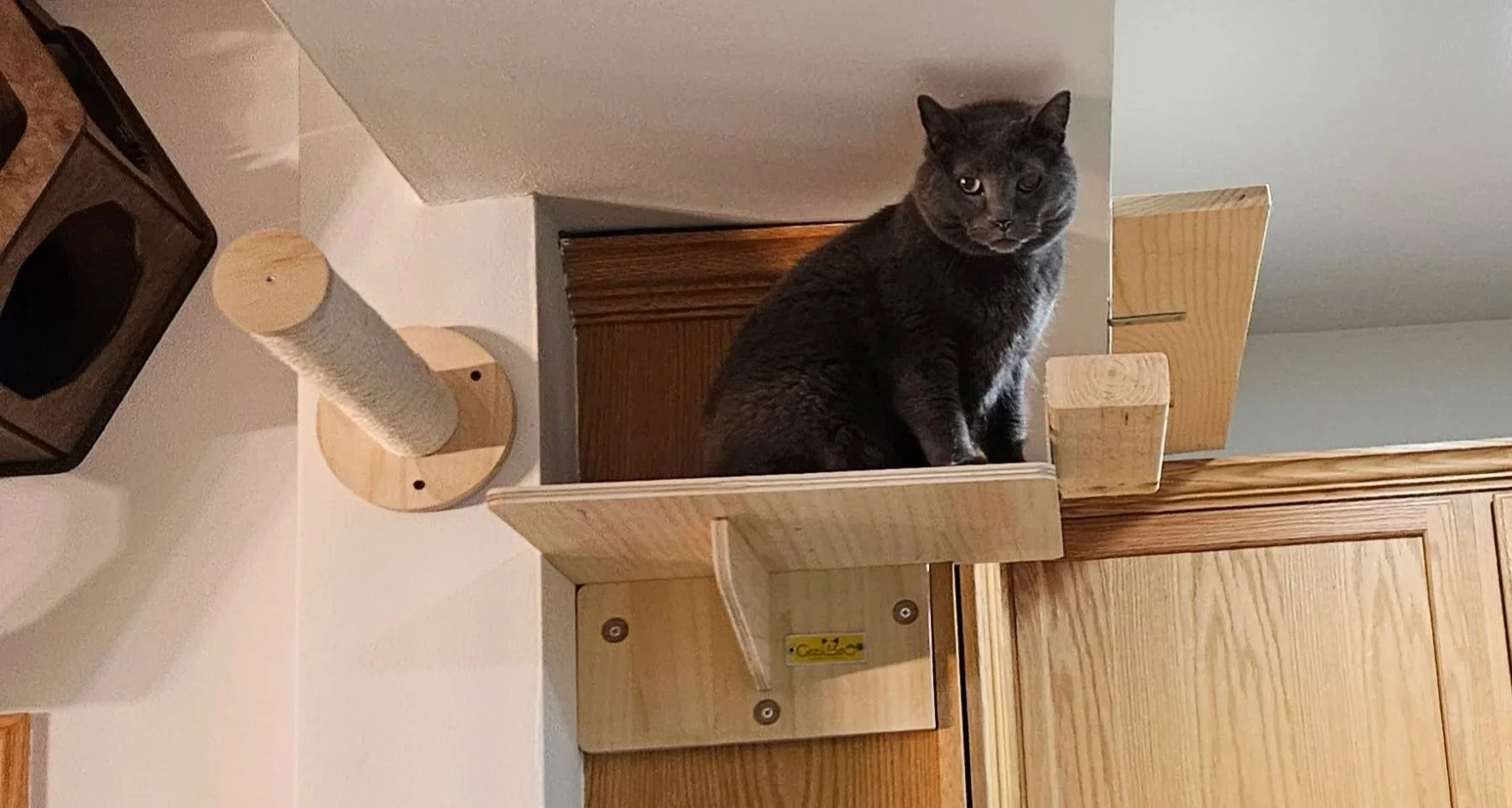Louie (Gray cat) sitting on cabinet-mounted shelf, transitioning from living room to top of kitchen cabinets. 