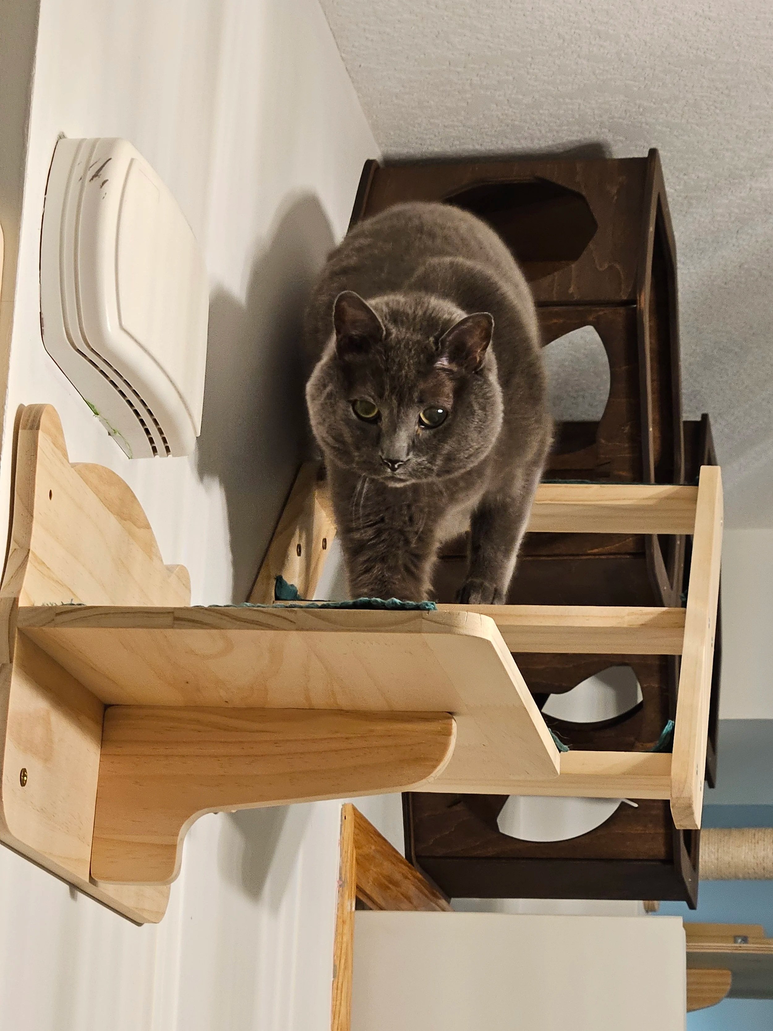 Louie, a gray cat, walking towards the camera on a wooden, mini cat staircase away from hexagonal shelves