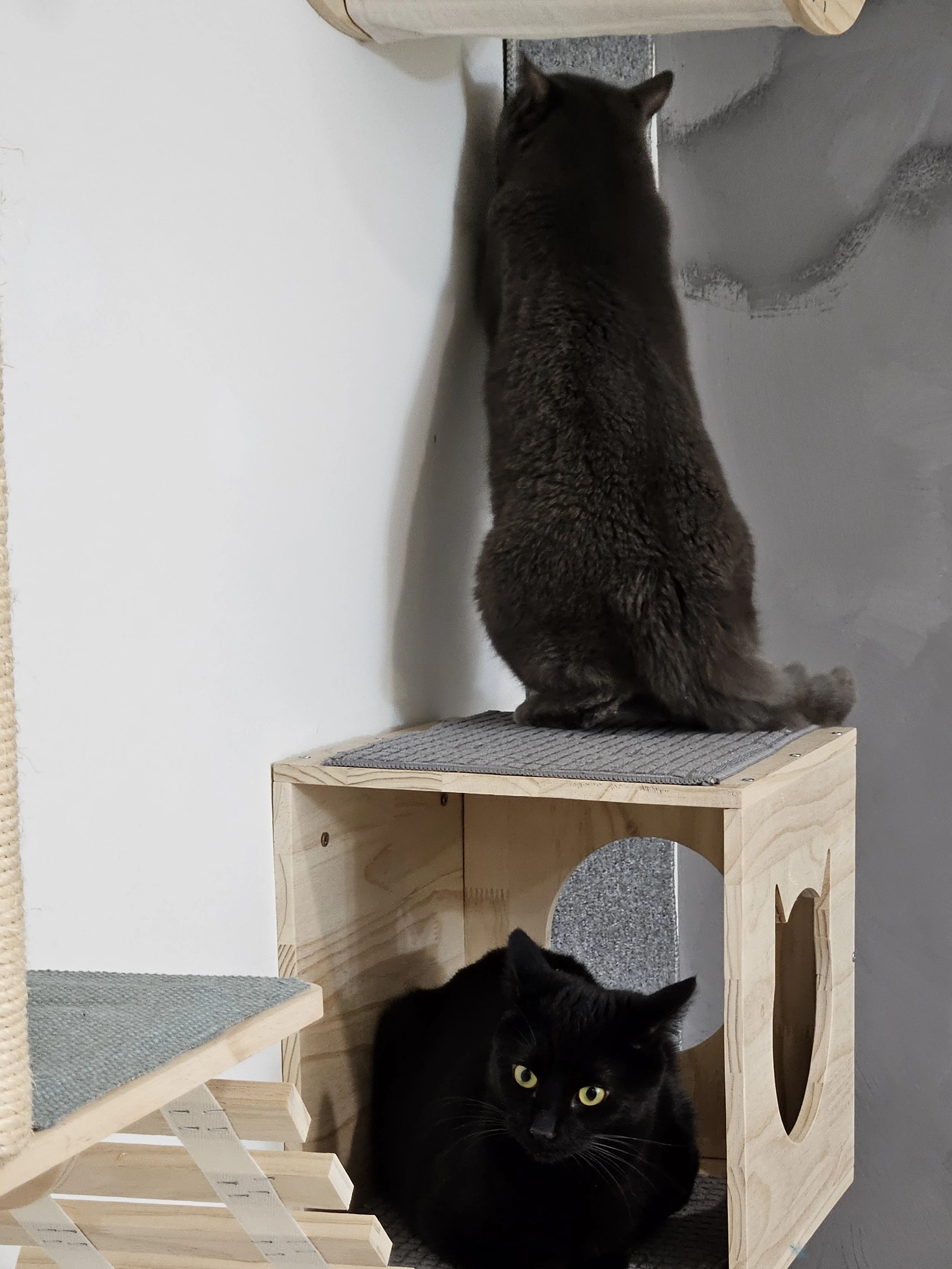 Margot, black cat, is sitting inside of a cube shelf, listening to her brother, Louie (gray cat) on top of the cube shelf attacking the carpeted wall.