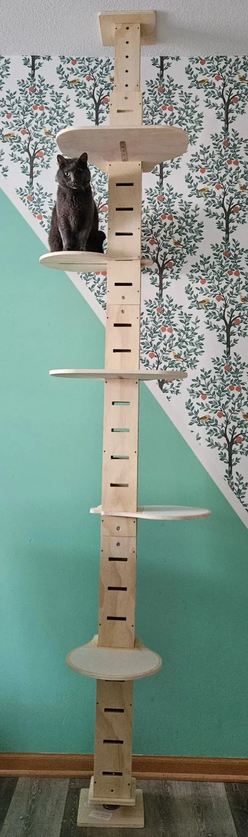 Louie, a one-eyed, gray cat sits on a wooden pillar secured between the floor and the ceiling.
