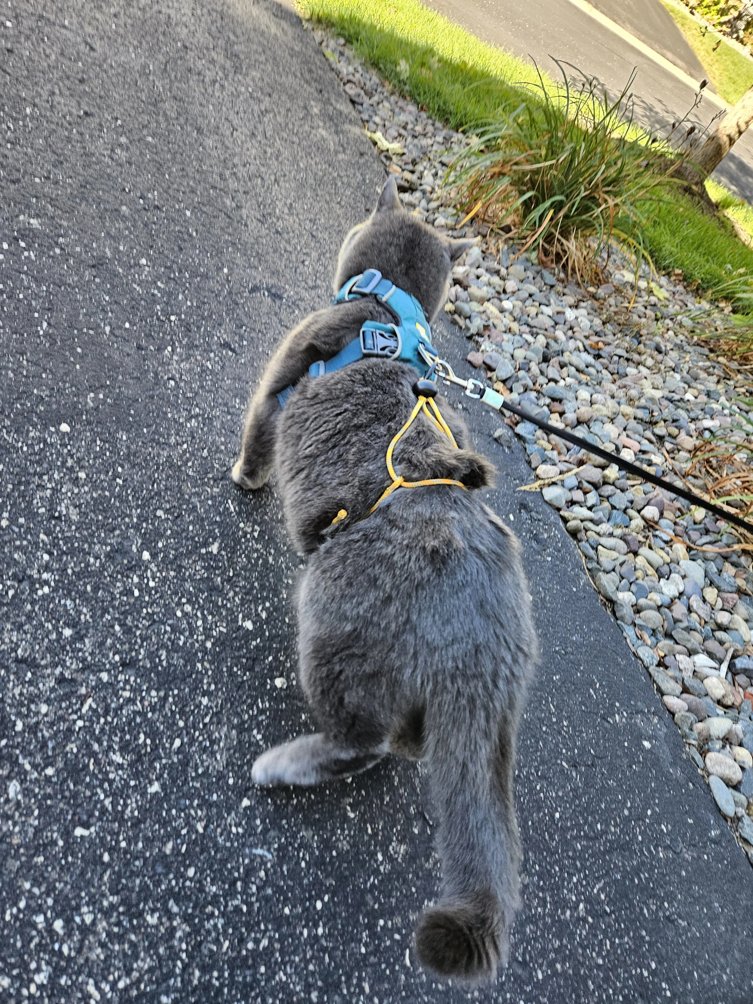 Cat Latch