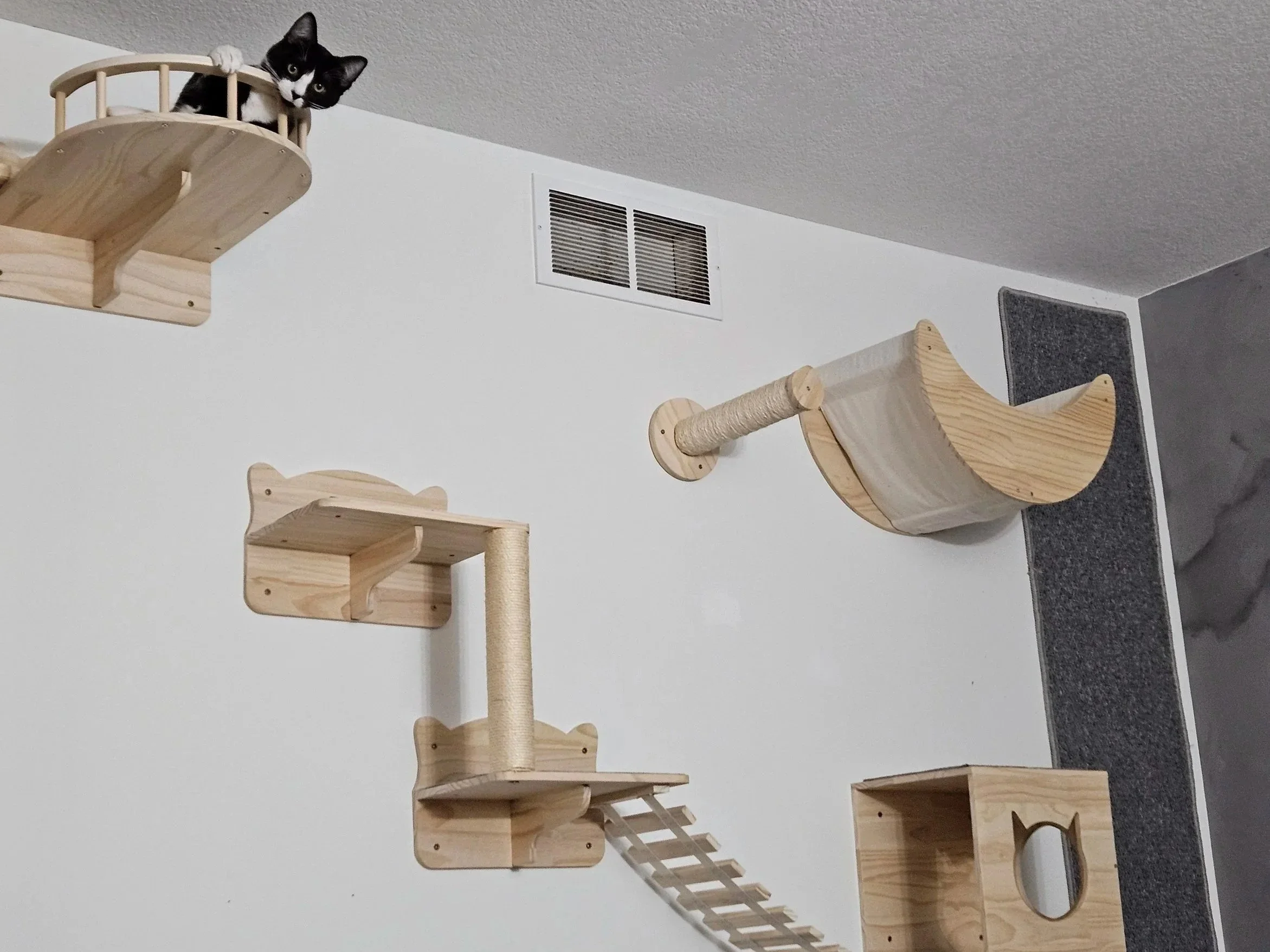 Mel, a tuxedo cat, sits at a high regal shelf with five other shelves around her as well as a carpeted wall.