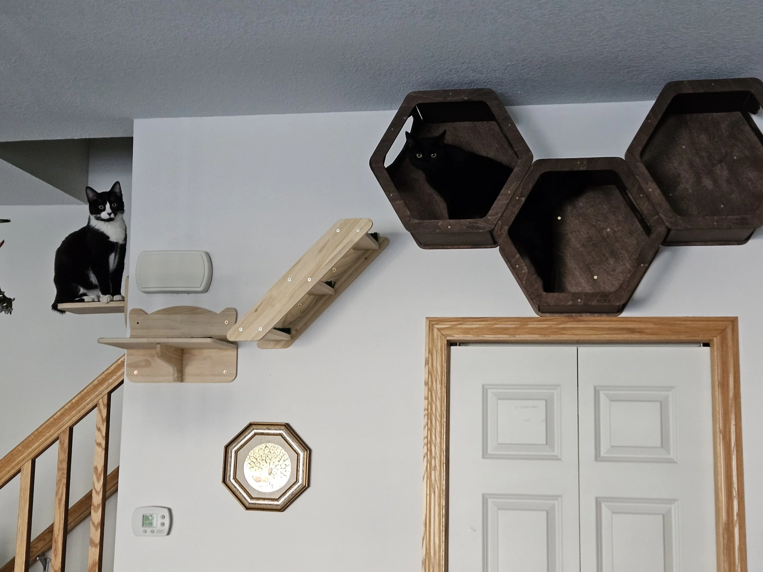 Tuxedo cat, (Mel) on the left, sitting on the shelf above the stair way with her sister, Margot (black cat) headed towards her from hexagonal shelves.