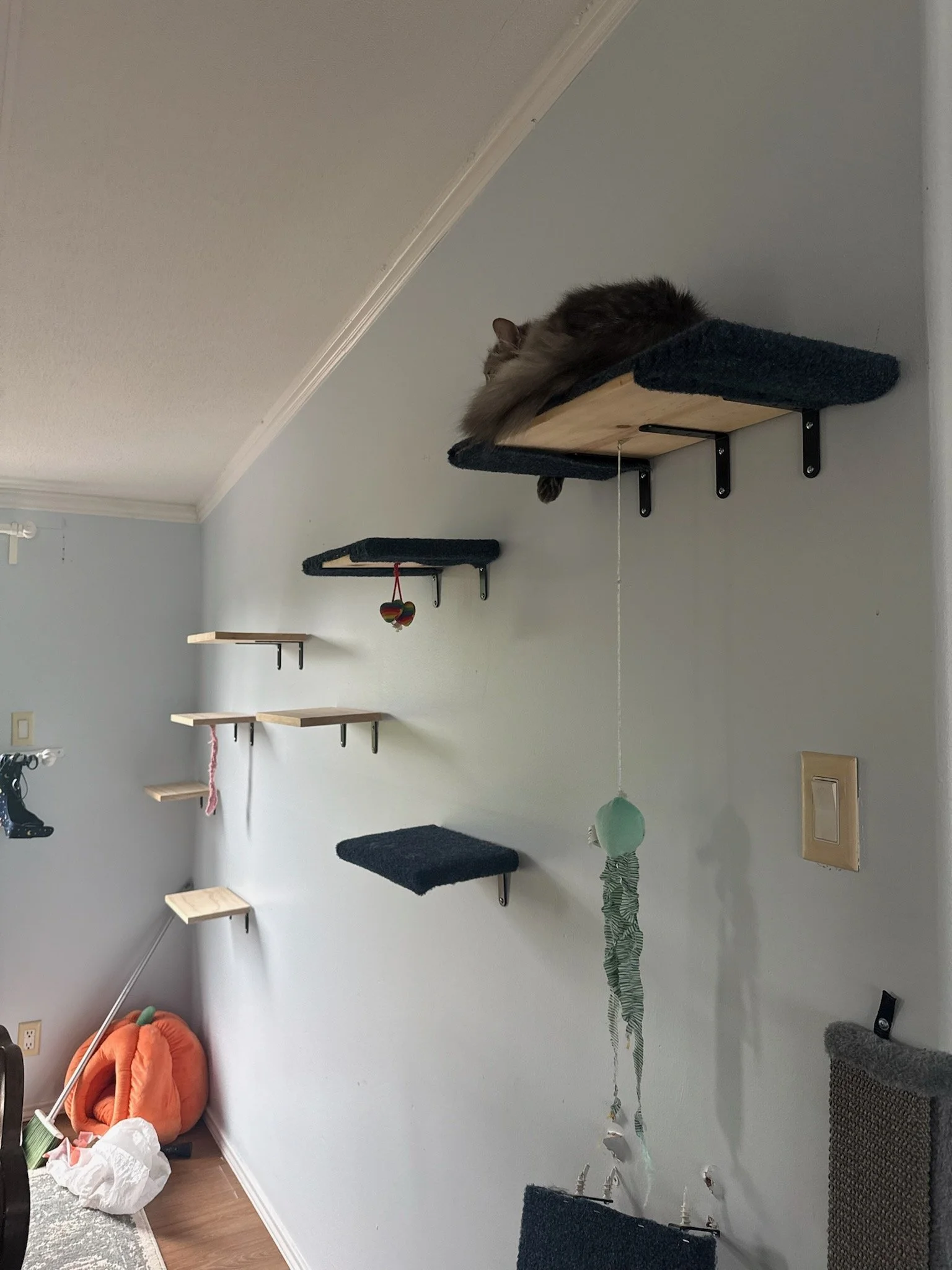 Wall with a variety of shelves for cat enjoyment. There is a fluffy cat resting on an upper shelf
