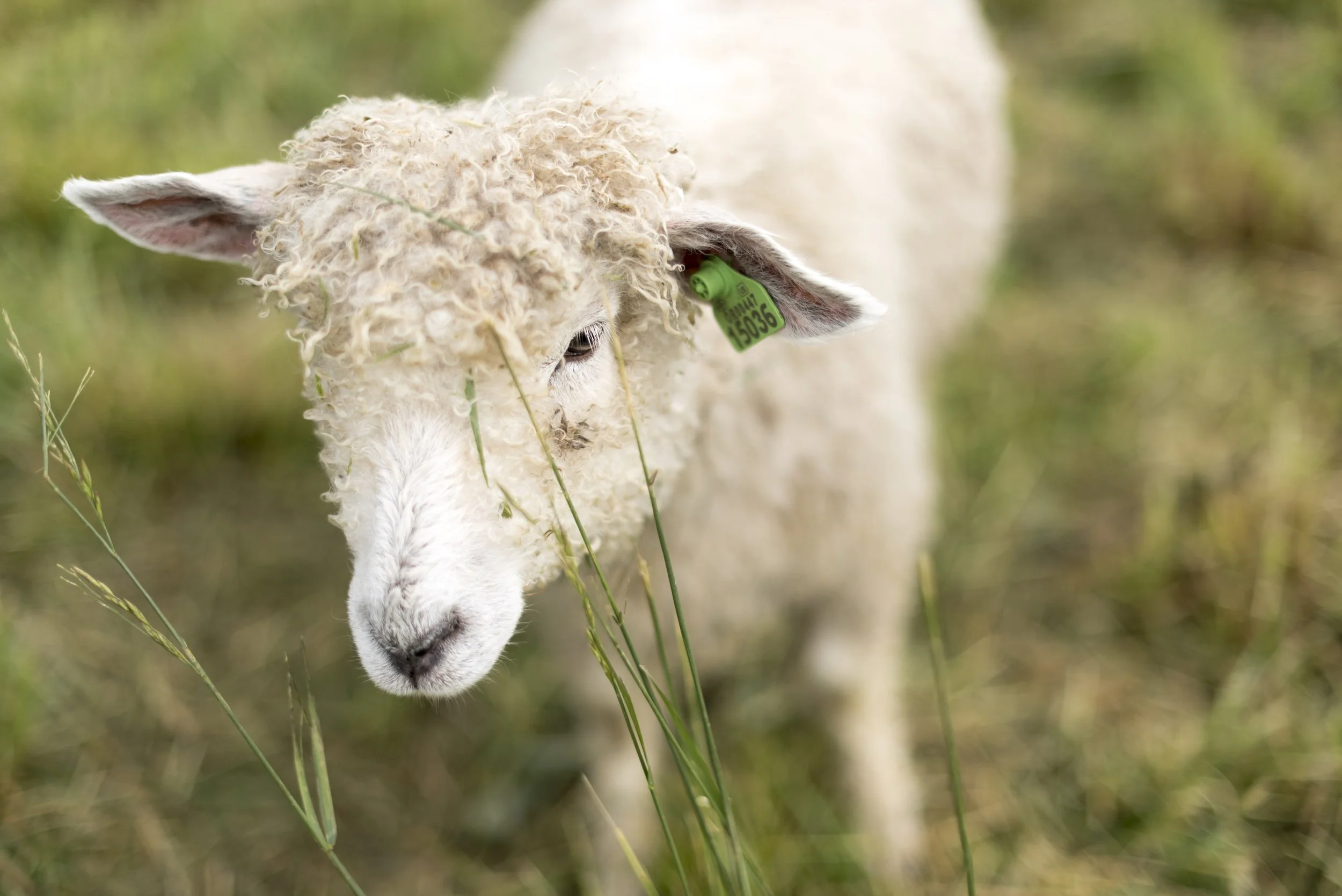 Photo Essay: Farm to Fiber