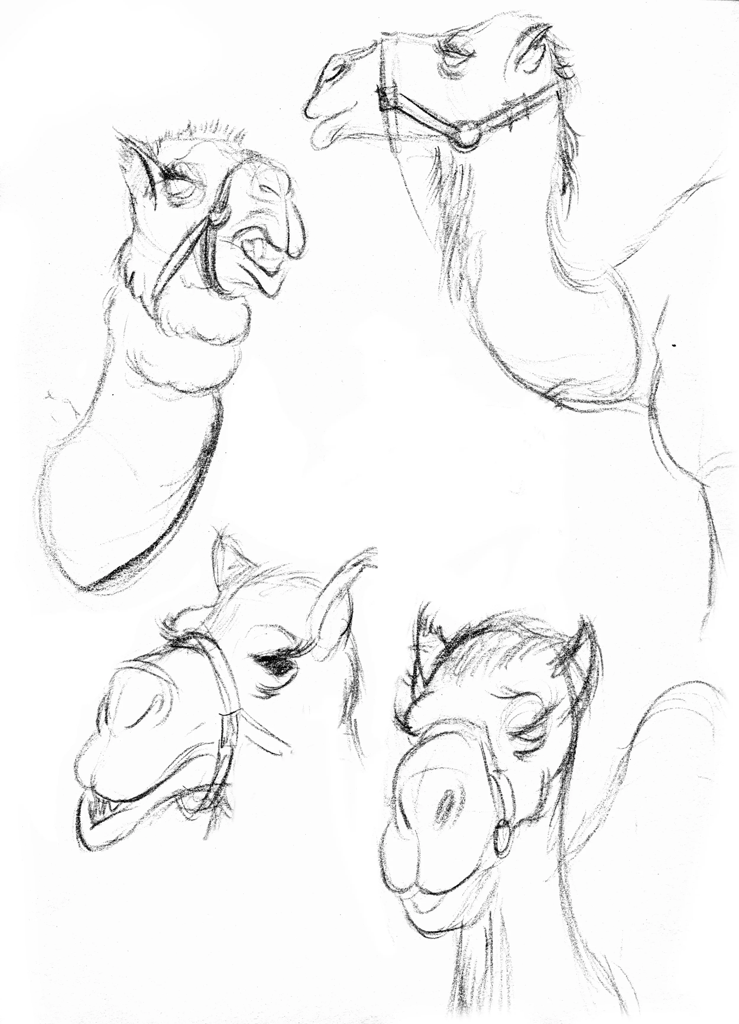 camels.webp