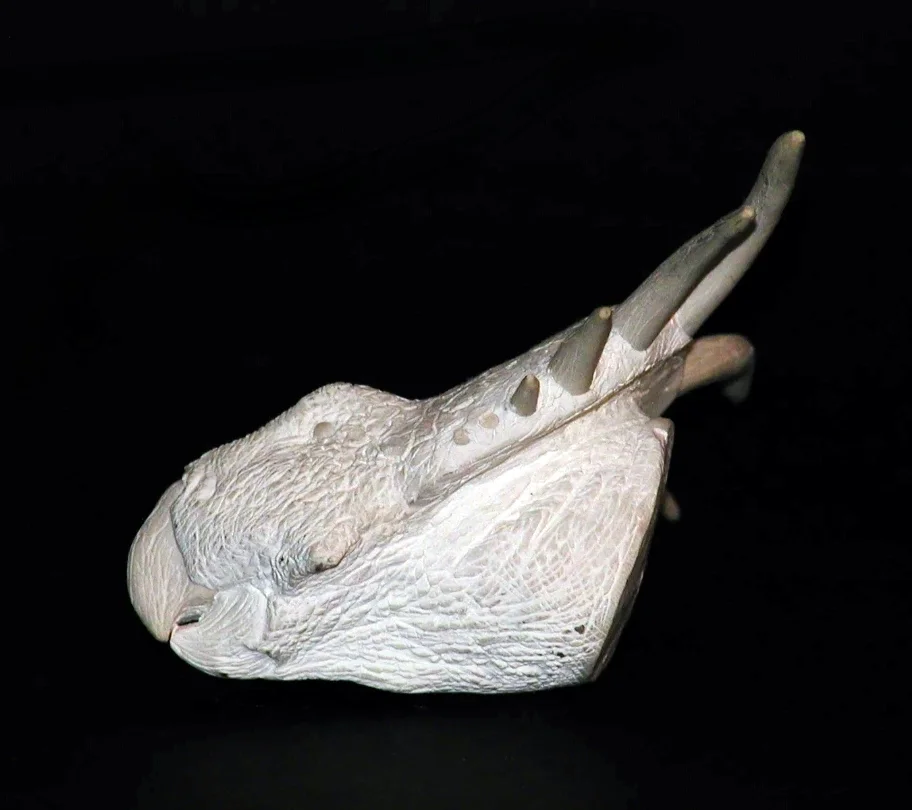A turtle skull displayed against a black background.