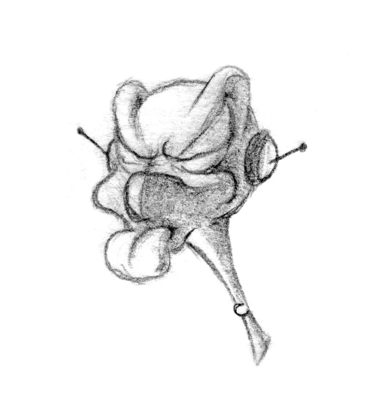 Little Alien_pet_02.webp