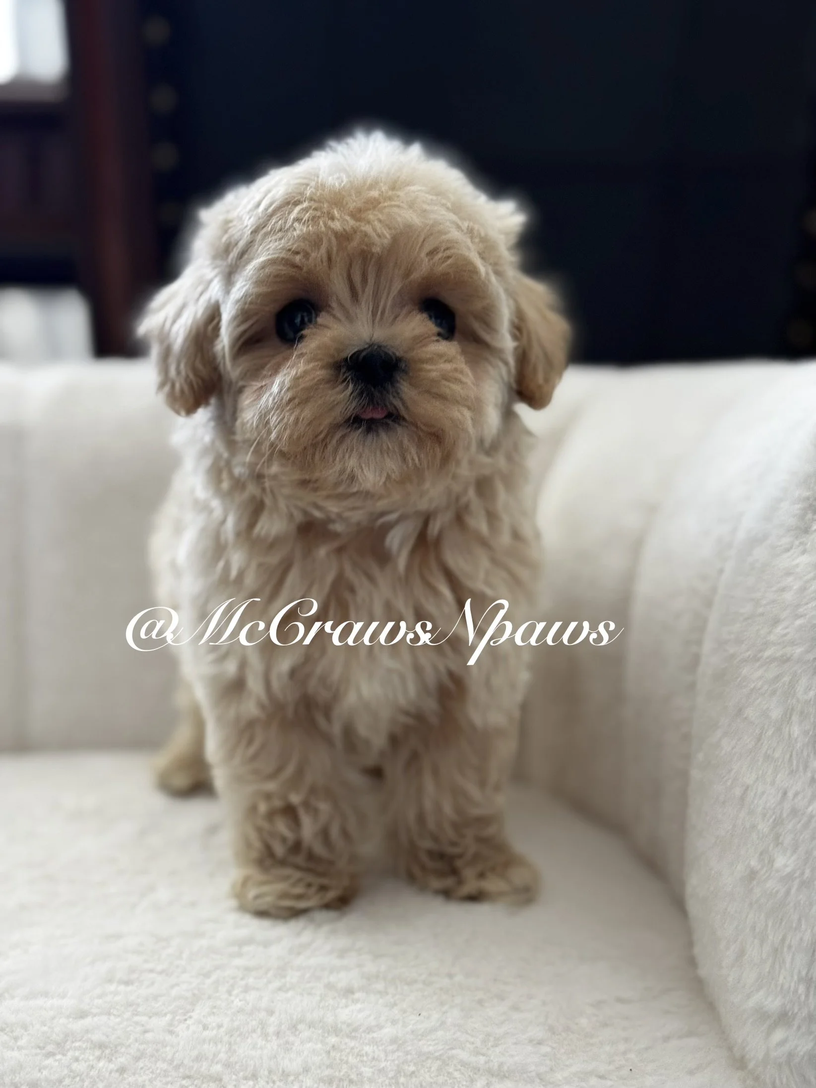 Michelangelo “maltipoo”