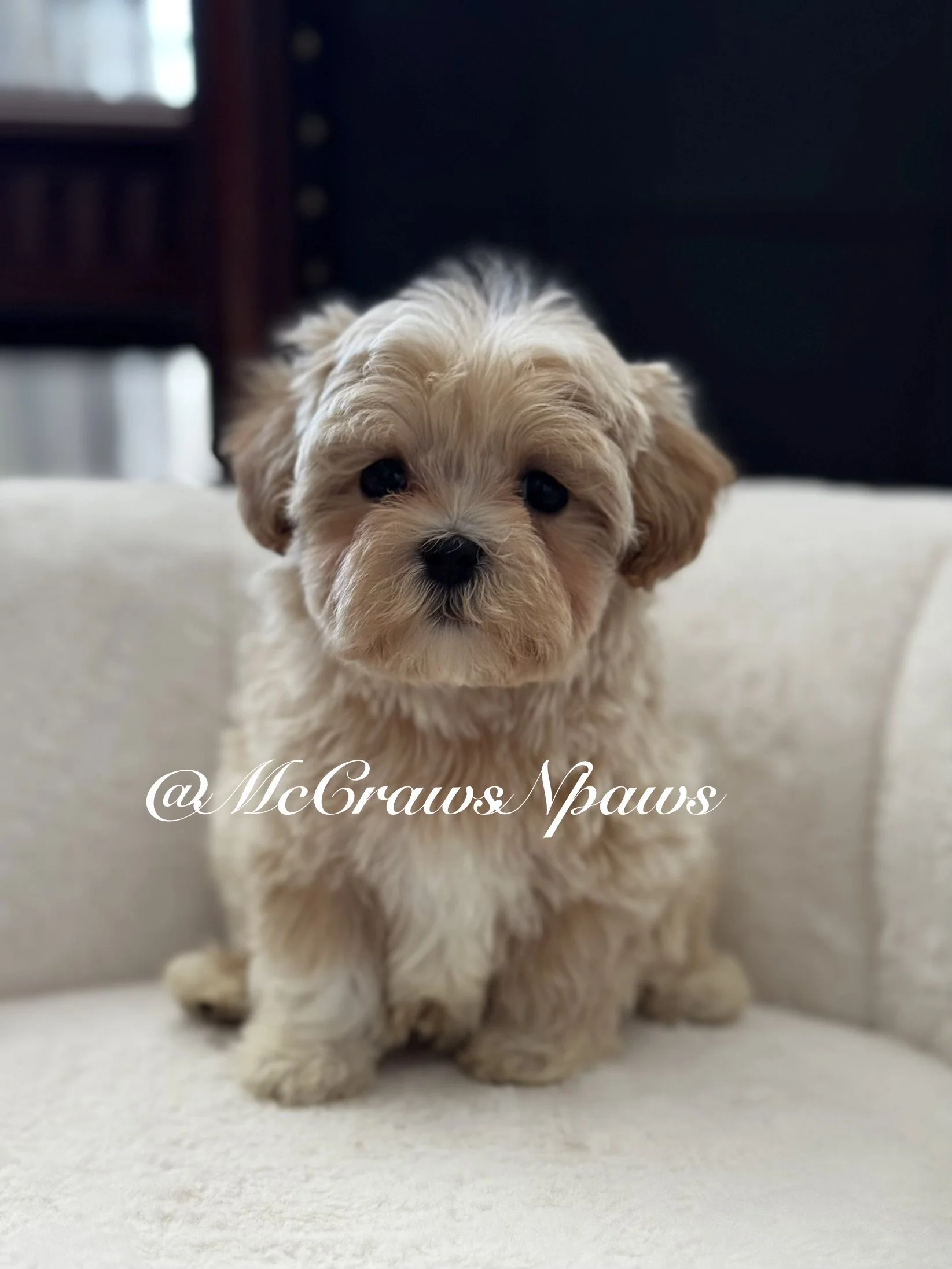 Donatello “maltipoo”