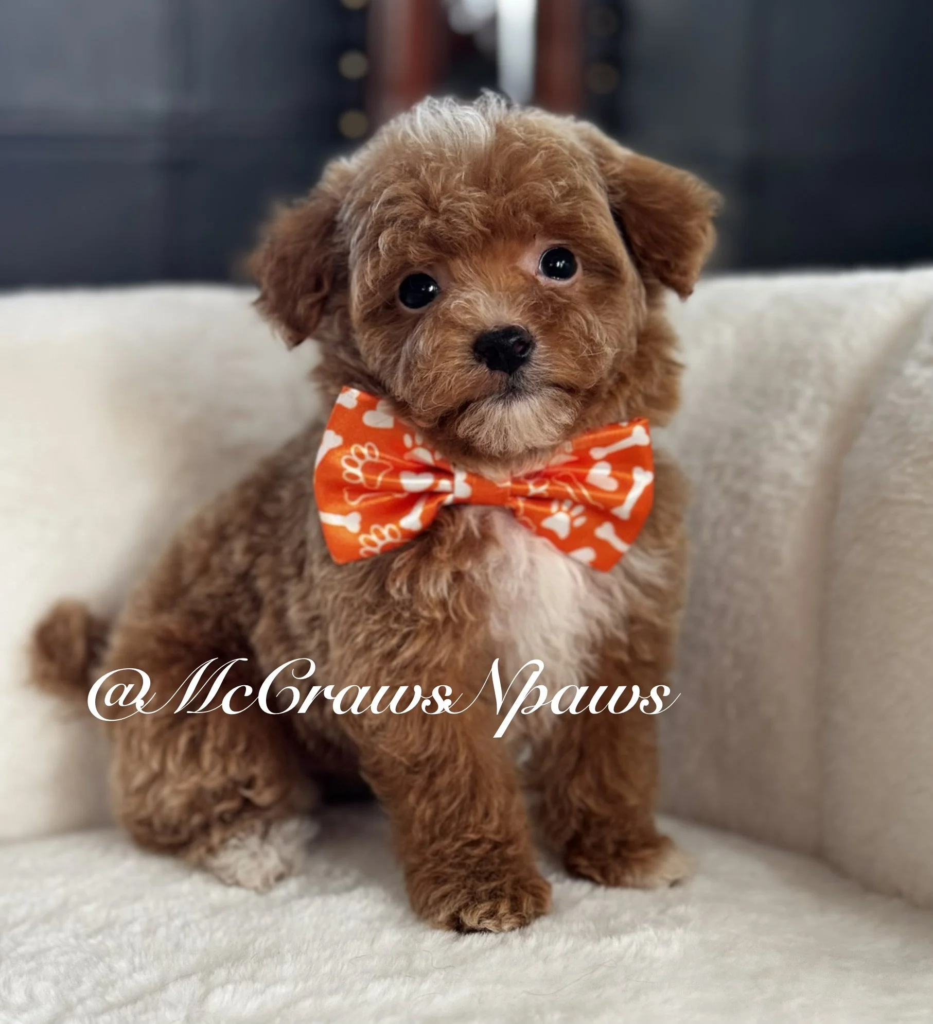 Pretty girl “Toy poodle”