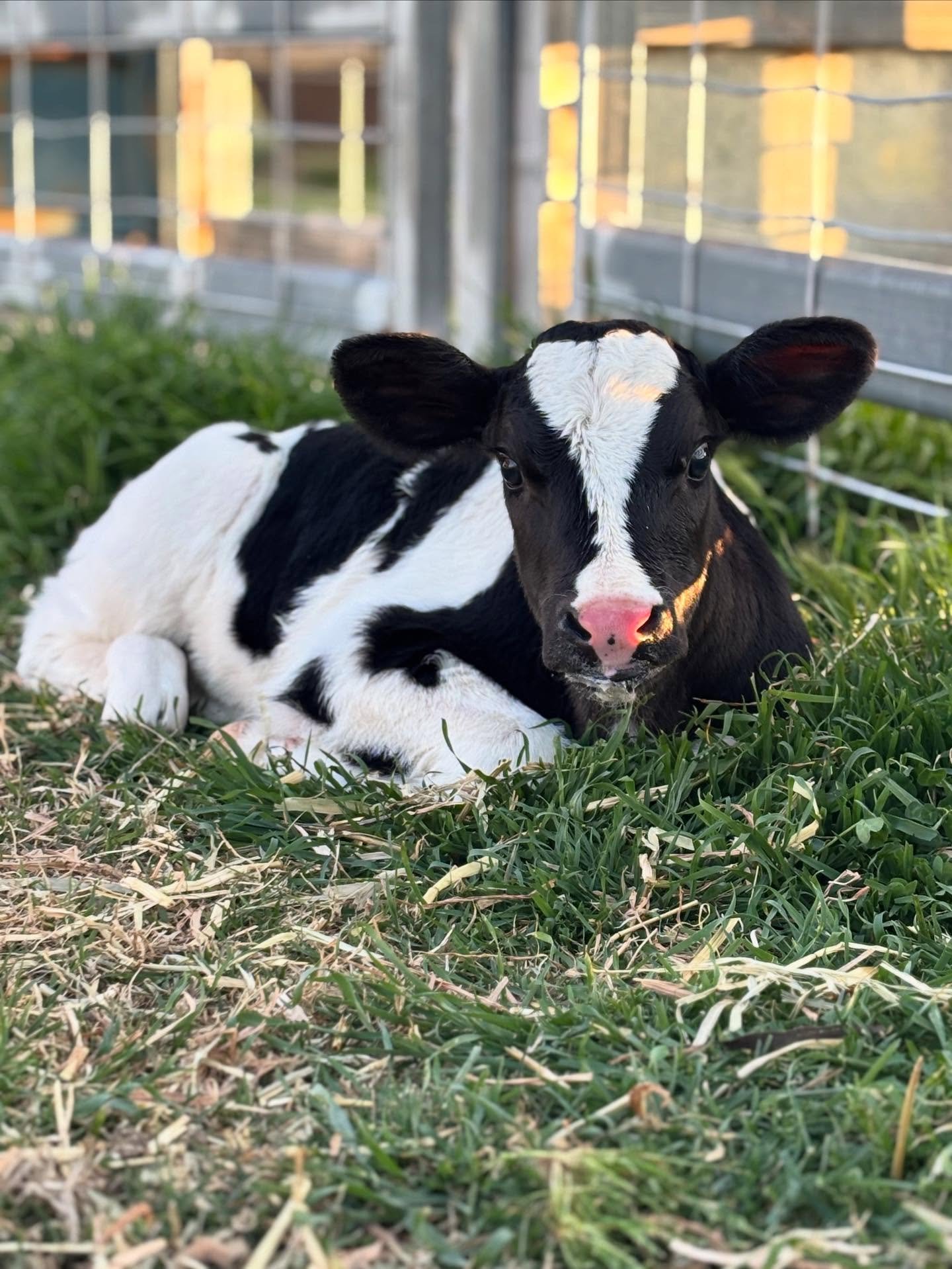 Well it&rsquo;s been a tumultuous day at Bonnie Glen&hellip;
We sadly awoke to our queen B having lost her little boy calf through the night. 

But when life gives you lemons! 

Butterscotch was so devastated by the loss we had to find her a baby to 