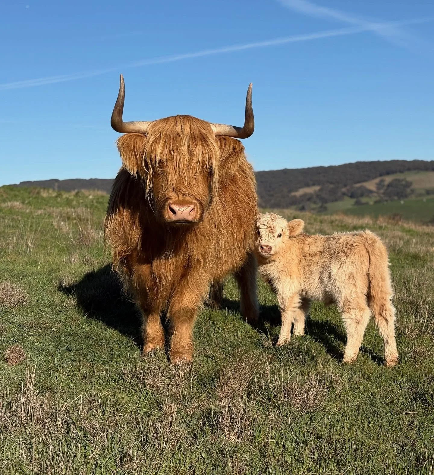 Our little Piccolo will be registered B grade and will be available to a new home in early 2026. 
Get in touch if you have any questions about Piccy ☕️