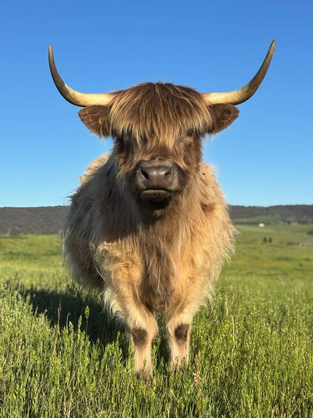 9-months ago we did our first successful on farm insemination, now Miss Lily is ready to pop! She is pregnant to Jock of Cullerne who was born in 1977 😱who doesn&rsquo;t love an age gap romance?