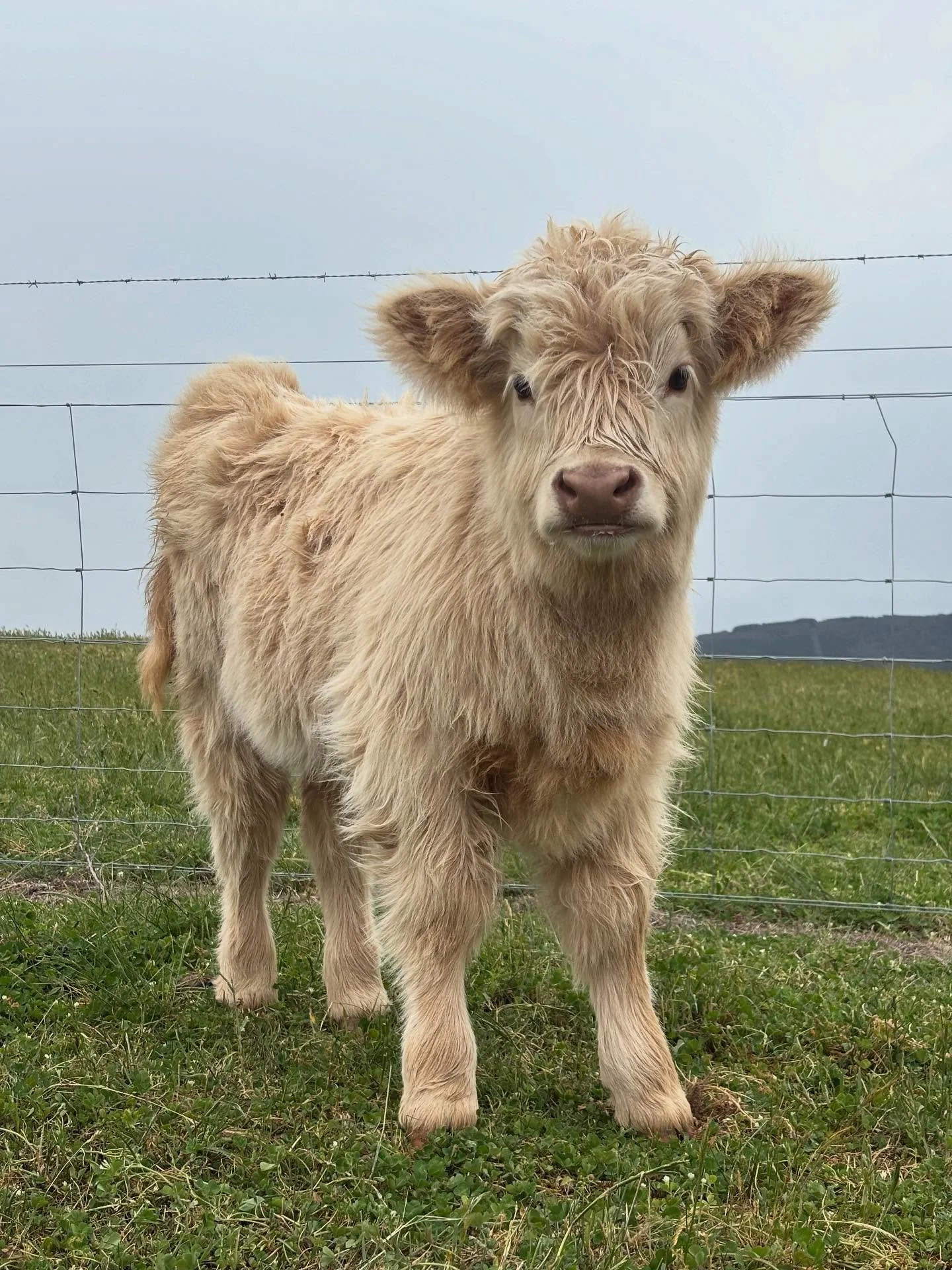 Taking EOI&hellip;

Piccolo of Bonnie Glen (reg pending)
DOB: 10/9/2025

Dam: Coffee of Bonnie Glen
Sire: Fionnghall of Jinglemoney

Piccy will be registered B grade and ready to go to her new home in March 2026. She will be halter trained, fully vac