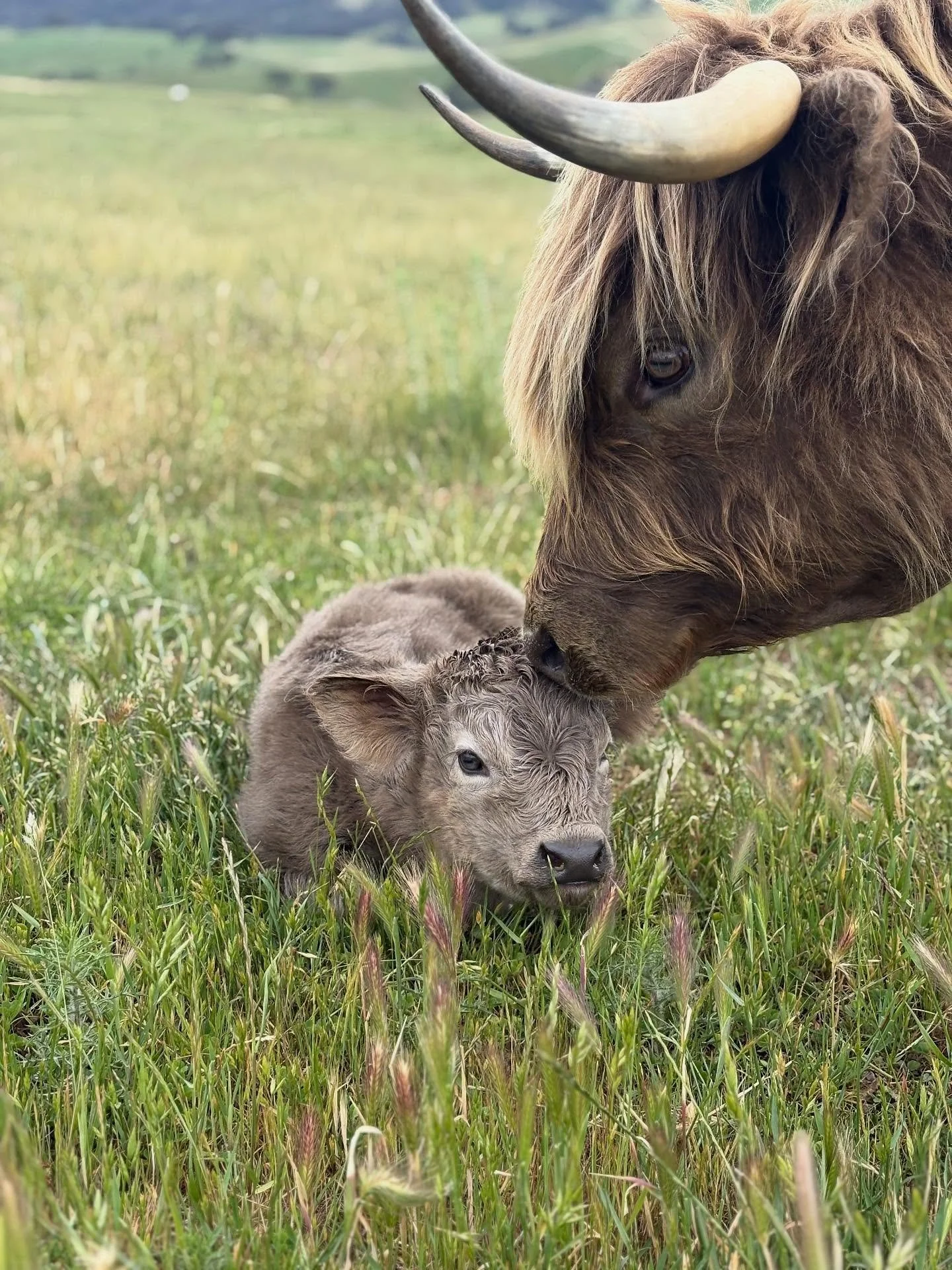 She&rsquo;s here!!!
Poppy of Bonnie Glen (AI) has popped into the world!
Mama Lil and the Bonnie Glen team are besotted with their joint creation! Welcome Poppy, we love you already 🌺

Dam: Lily-Jay of Kalinda Road
Sire: Jock of Cullerne