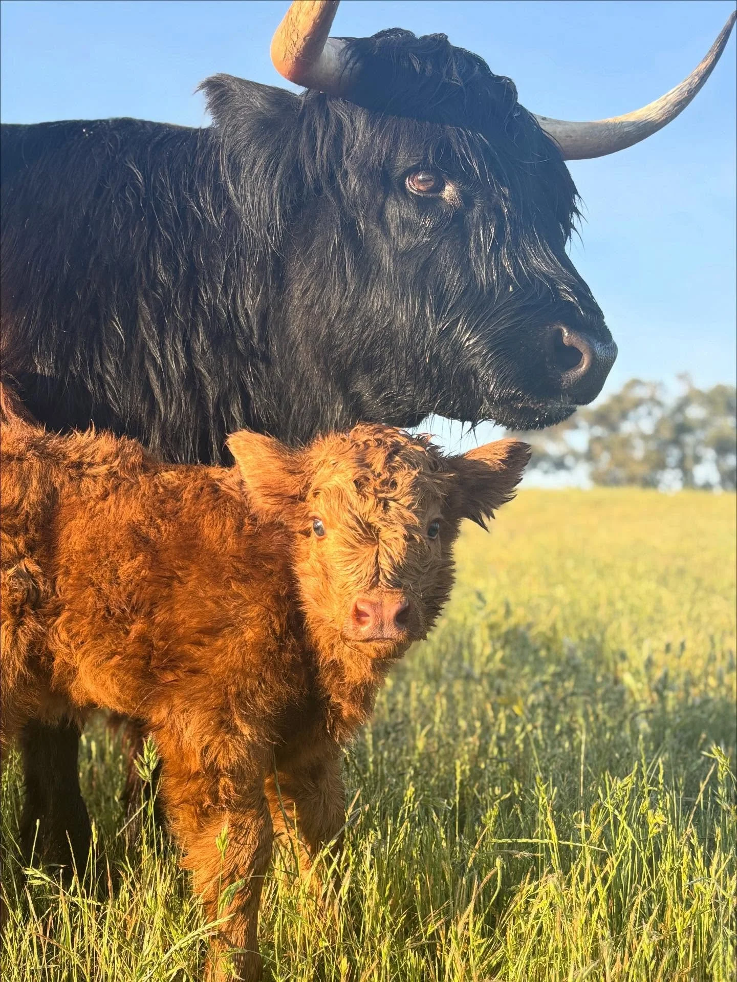 Our last (but most certainly not least) calf of 2025 has arrived, please give a big Bonnie Glen welcome to&hellip;
Finnegan of Bonnie Glen
Boo boo was such a trooper having this behemoth of a calf and for her first time, she&rsquo;s a natural! She is