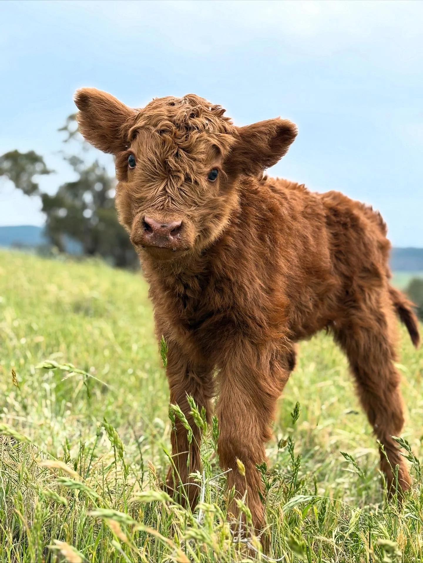 Finny our little ginger megs ☘️