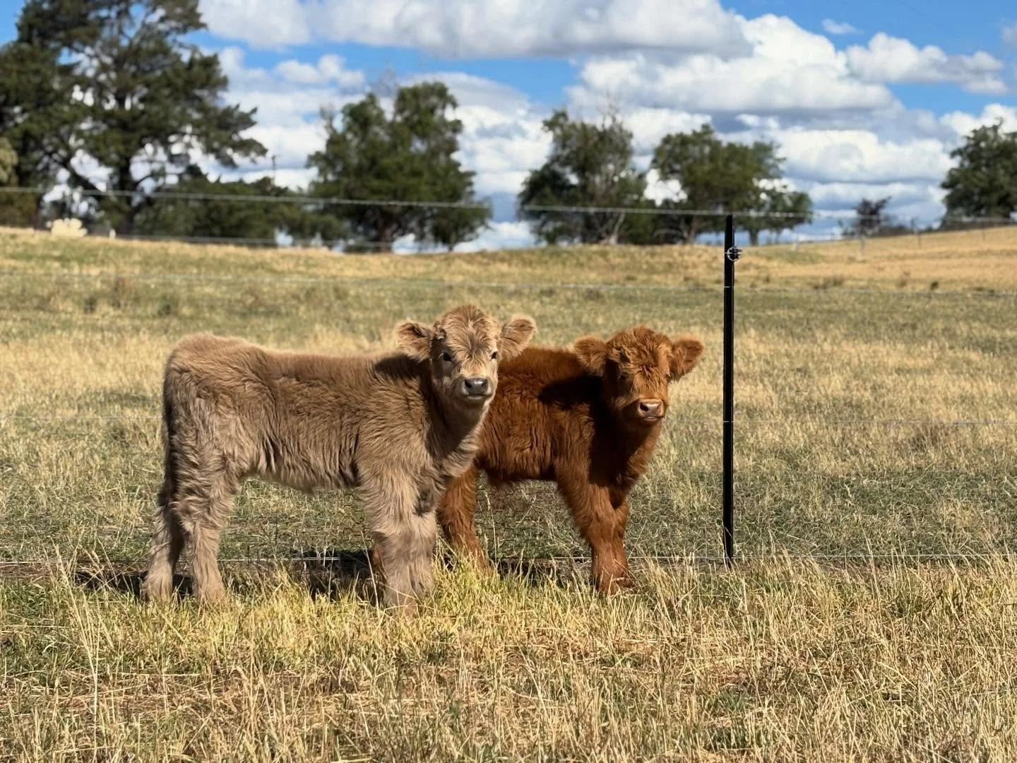 Finny &amp; Poppy (aka tweedle dee and tweedle dum)