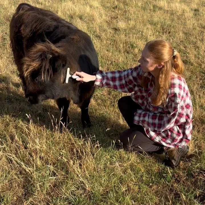 Saying goodbye to our beautiful Pearlie 🖤
Pearlie is off to her new special home today at @river_rocks_stud where we know she will be so loved! 
Bye Pearlie Whirley, your grunts will be missed at Bonnie Glen 😘