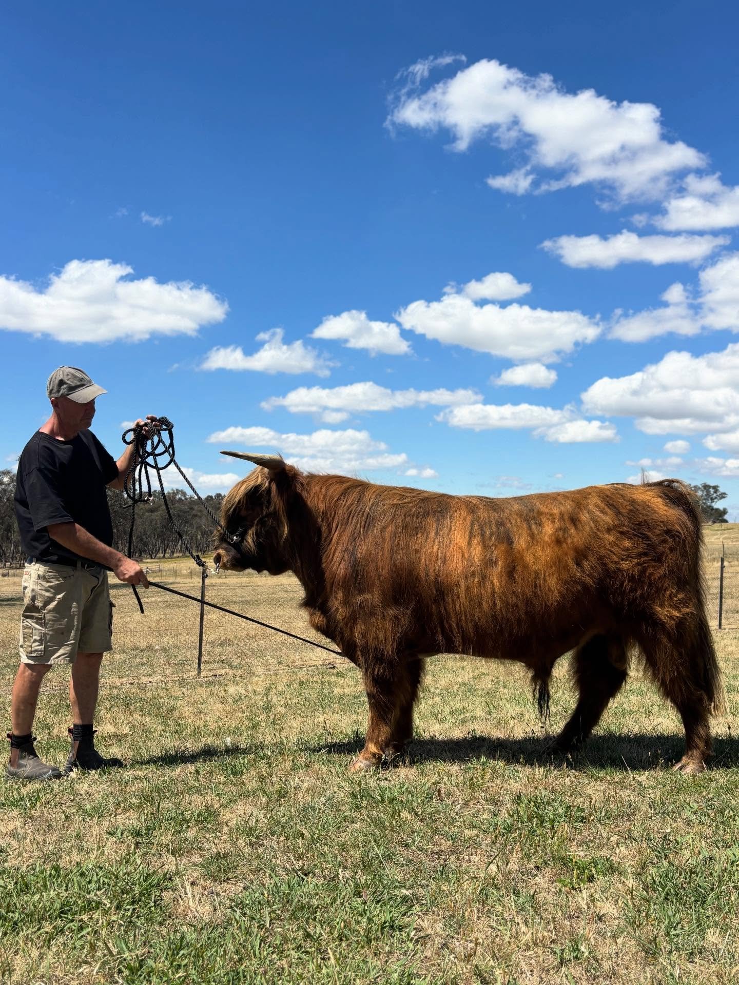 We have our first calf to the striking Philip 2nd of Yatarna on the way! 

Phil is growing out beautifully and we can&rsquo;t wait to see the progeny this BFG with BDE produces&hellip; stay tuned!