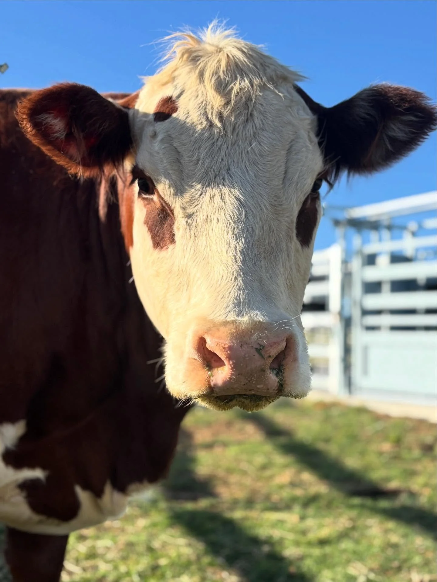 Well merry bloody Christmas, Shirley is pregnant! 
Shirl is expecting a little highland that was conceived through embryo transfer 😱
We are so excited to welcome the exemplary genetics of Dawson Arrow of MacAnLeister and Millie Bow of MacAnLeister i