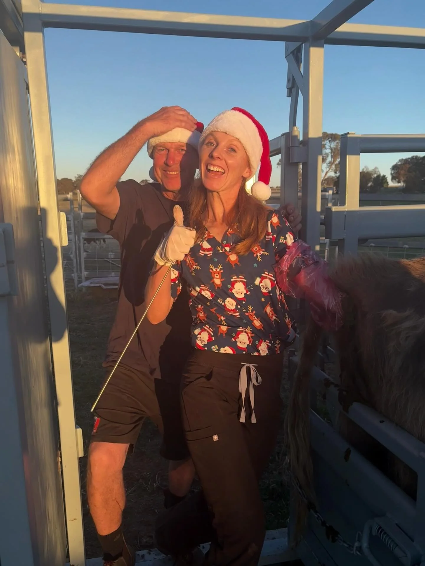 Merry Christmas from Bonnie Glen! Fingers crossed Santa brings us a pregnant coo 🎄🎅🏻
Don&rsquo;t worry Santa, we washed our hands before leaving out the milk and cookies 🤭