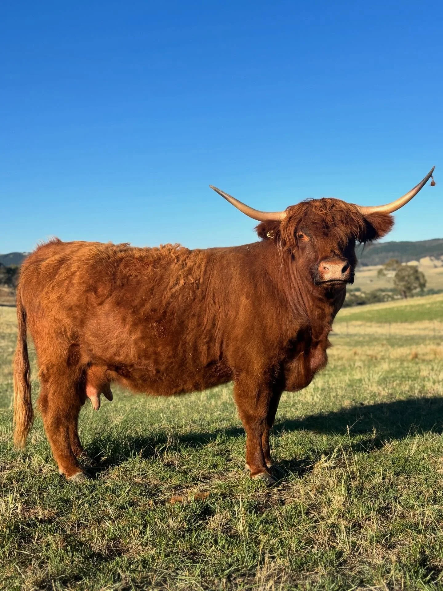 Waiting waiting waiting for Miss Angel to catapult us into the new year with her little cherub