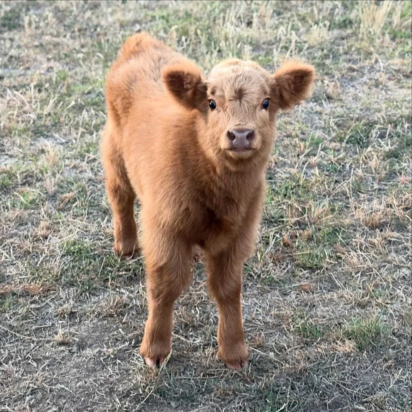 Oh little Evie, butter wouldn&rsquo;t melt 🧈