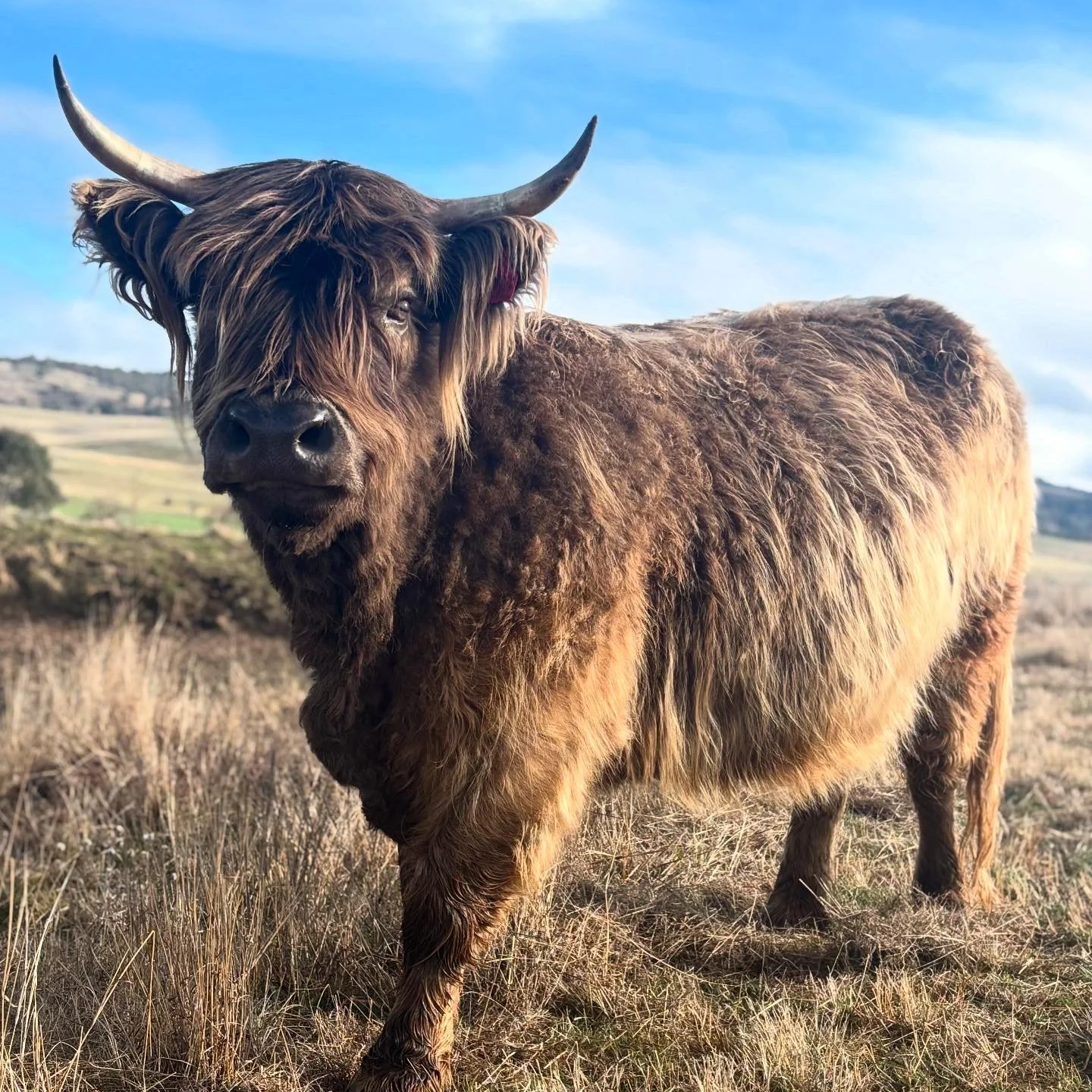 Cairistiona of Kiryakndat 