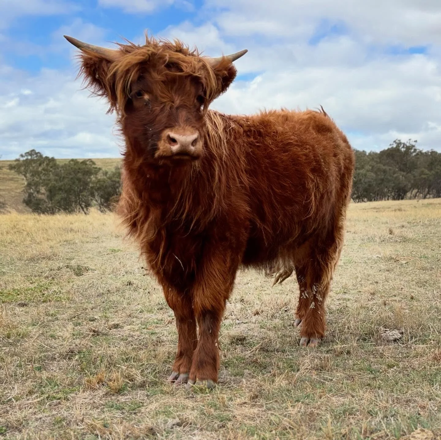 She&rsquo;s been slow growing but definitely worth the wait
The understated Paisley of Avon Mist, proving the best  things do come in small packages &hearts;️