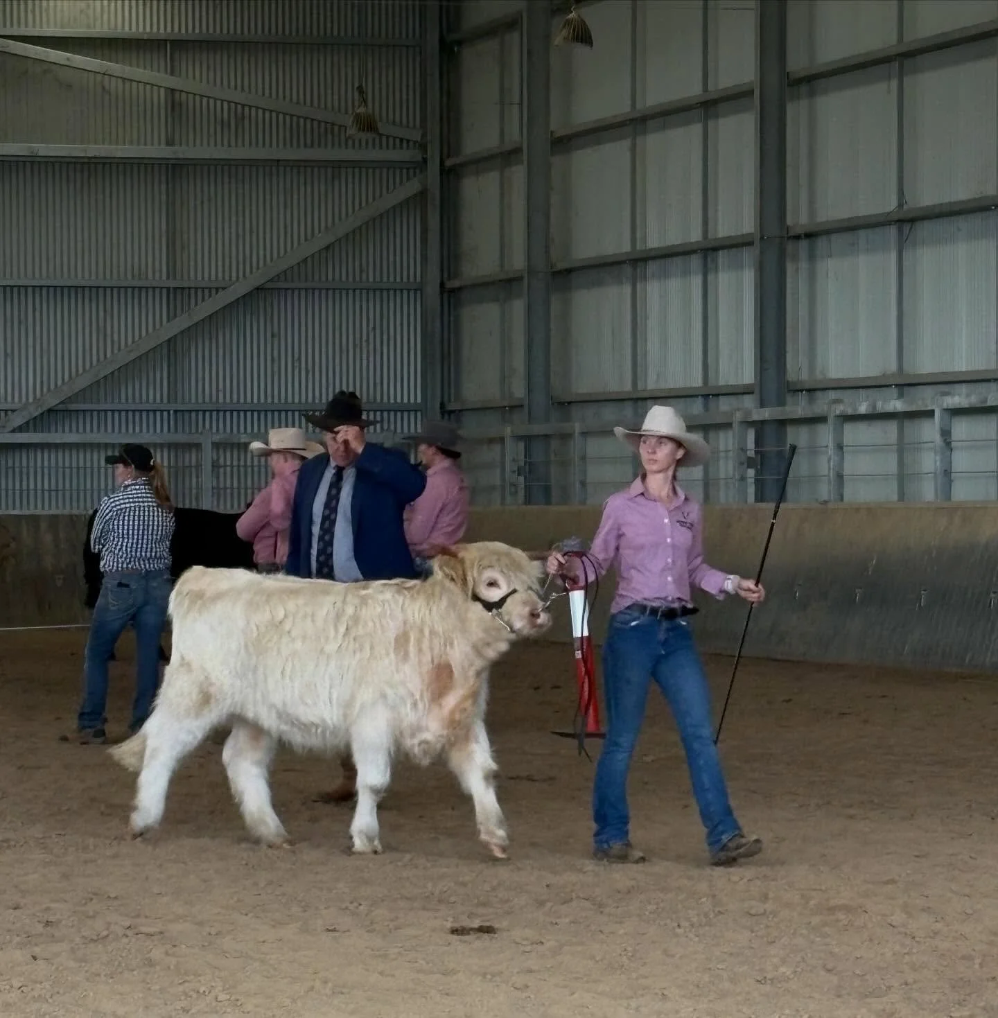 ⭐️ Ailsa of Avoch ⭐️

Mammamia this little gal continues to impress us! Elsie made her show debut at the Blayney show this weekend and shone like the little angel she is (and even came away with a cheeky ribbon) 🤭 we are so proud of our little snow 