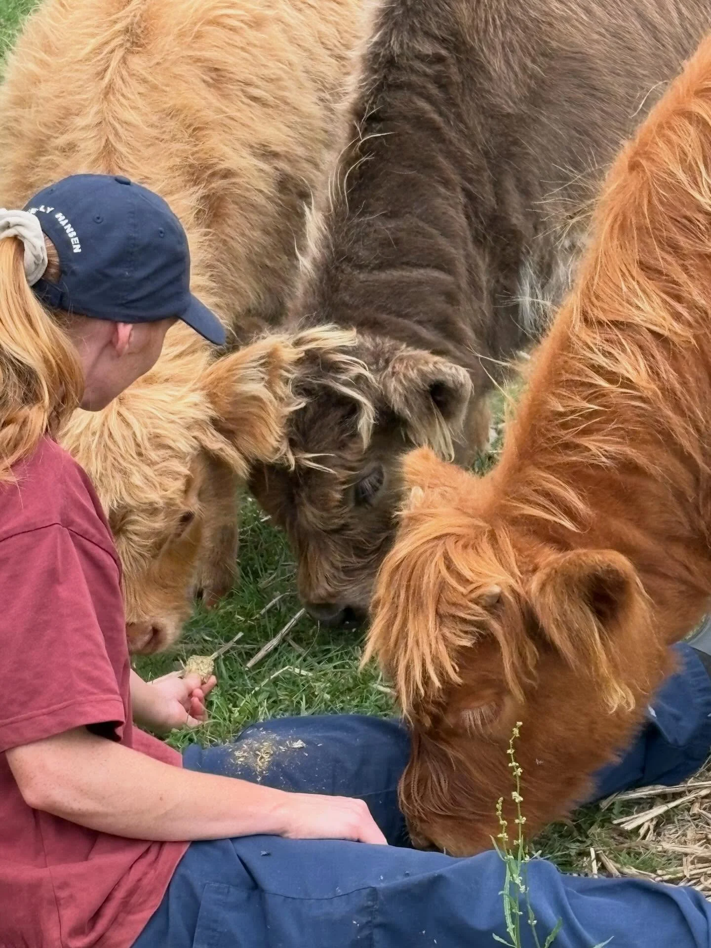Calf training by Bonnie Glen - 
Step 1. Become friends
Step 2. Become best friends 🤭