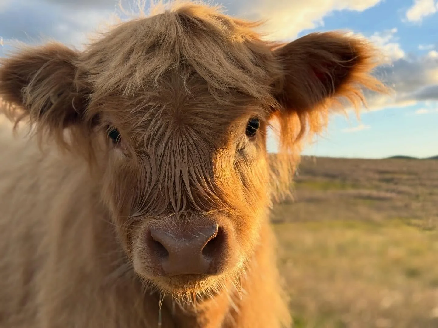 Eubha of Bonnie Glen 
Some little ones are just special 🥰