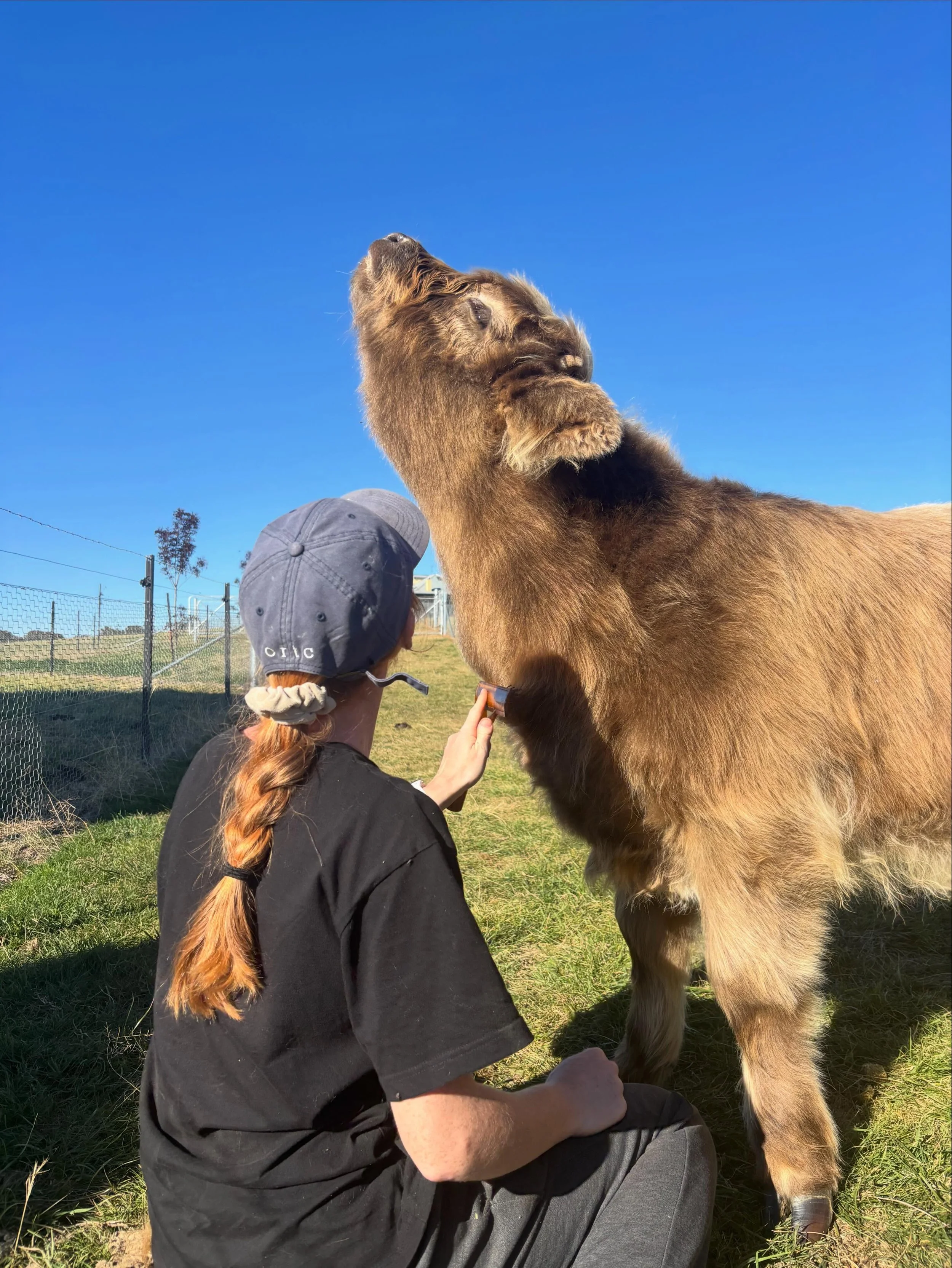 A wholesome afternoon spent with our baby moos 🥰
